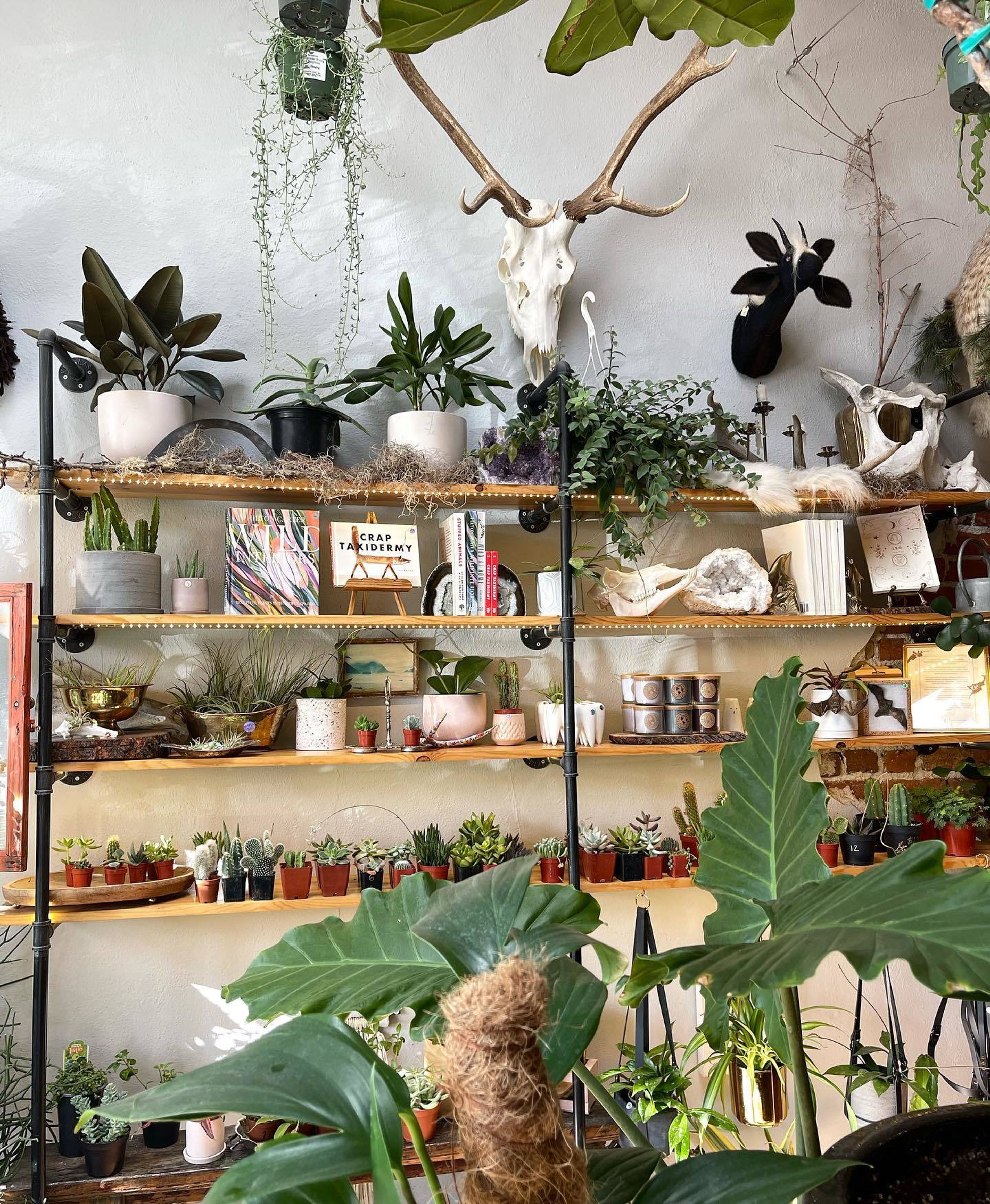 Cover photo of The Terrorium Shop