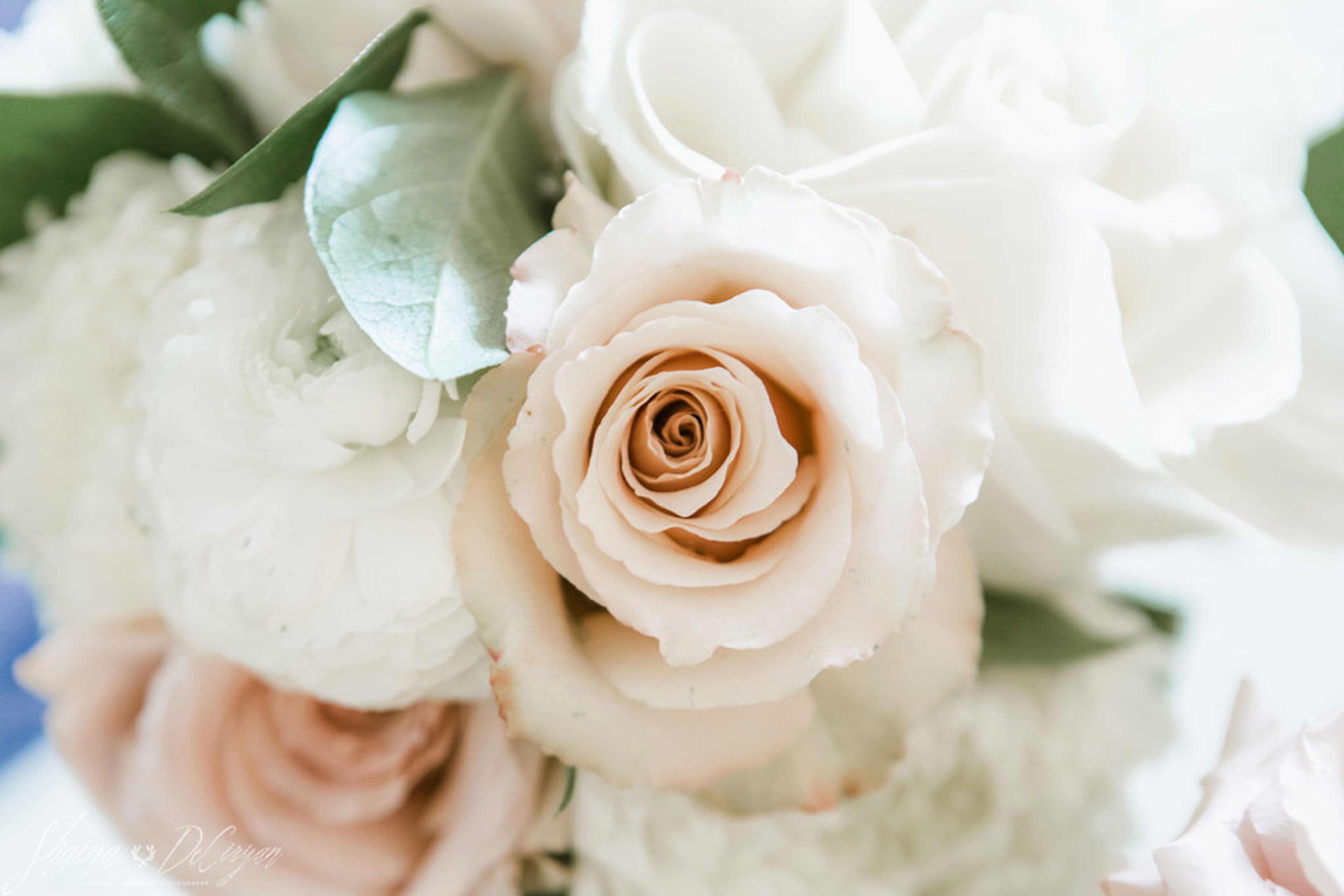 Cover photo of Victoria Blooms