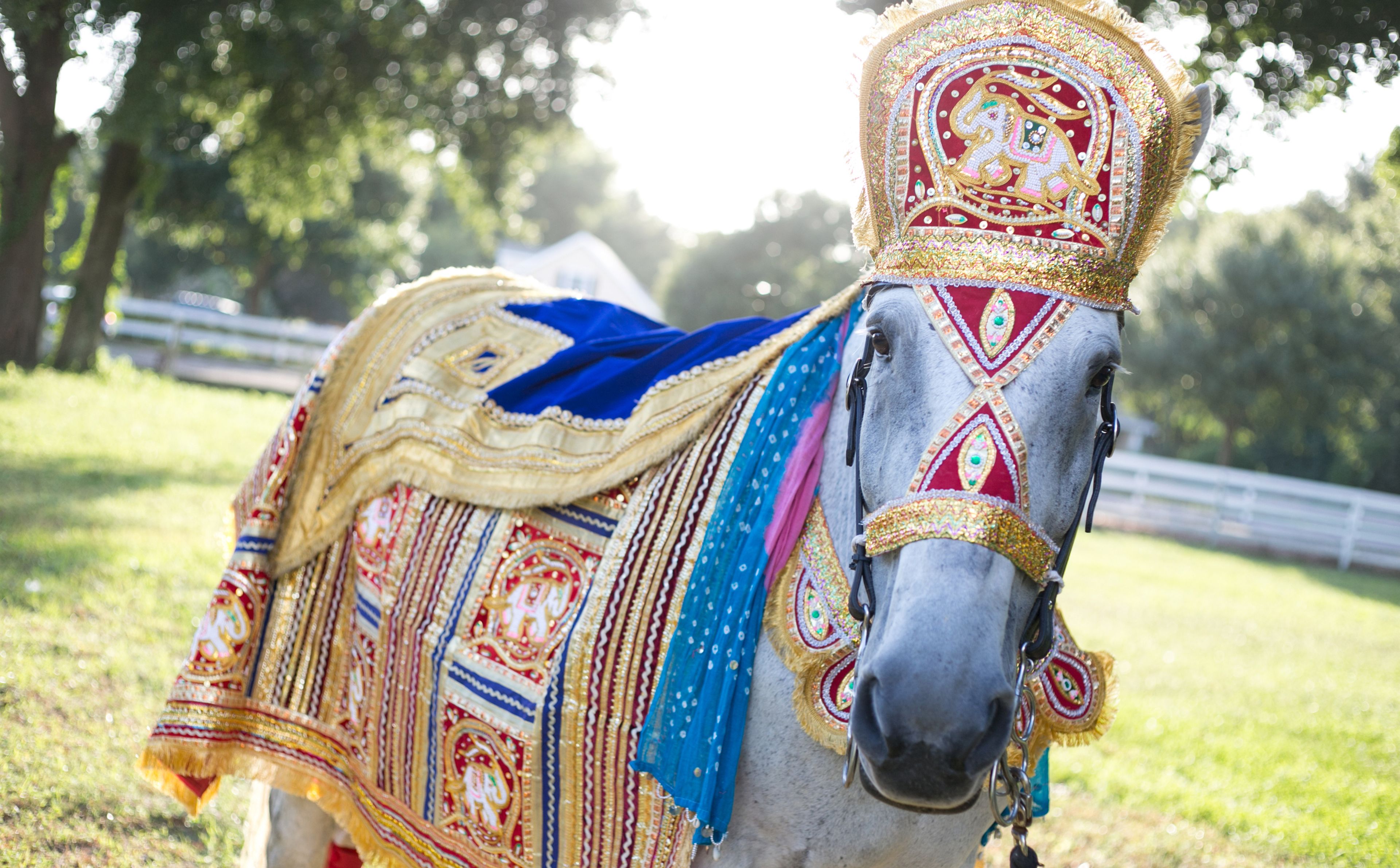 Cover photo of Orlando Horse & Carriage