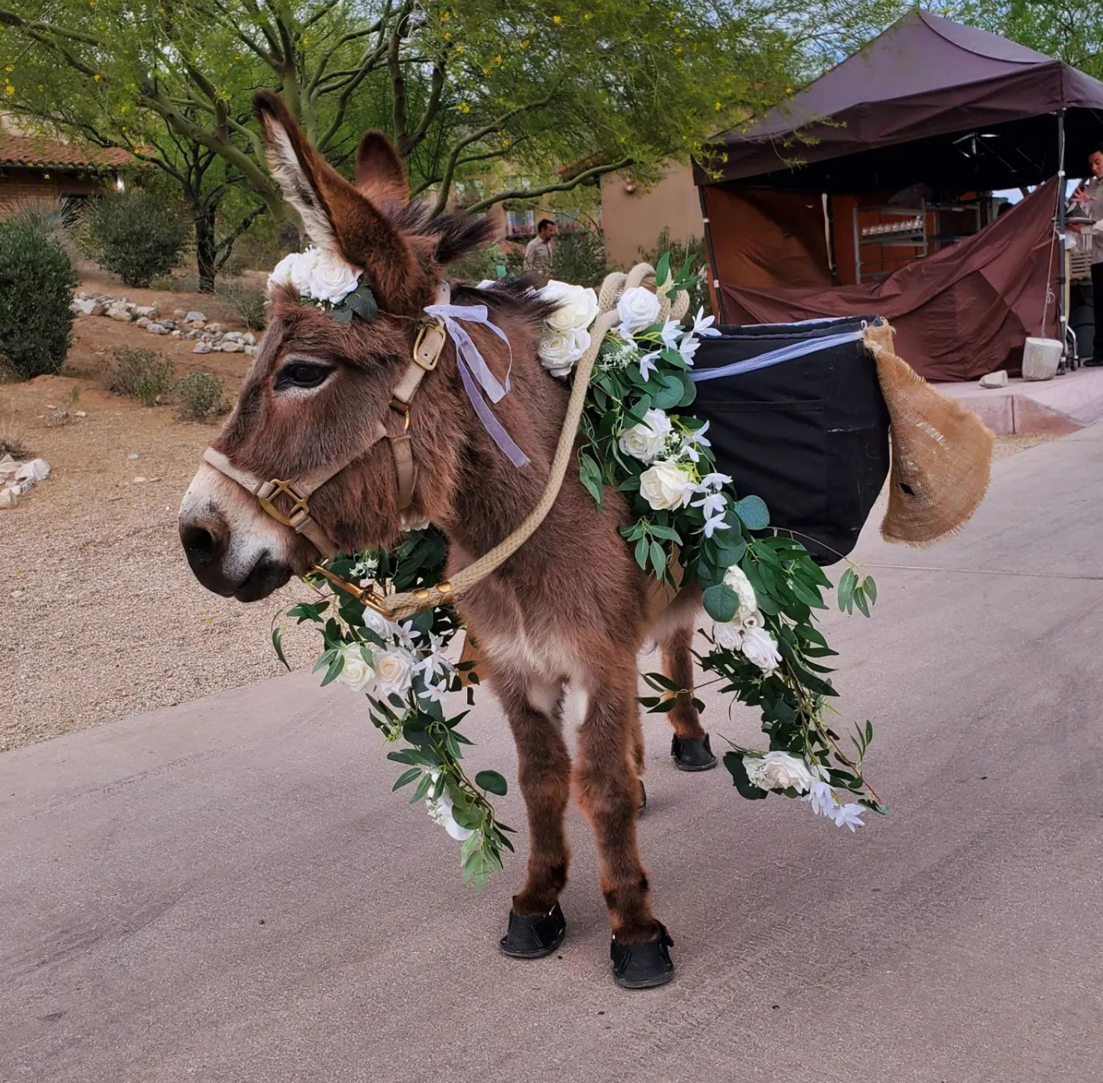 Cover photo of Beer Burro