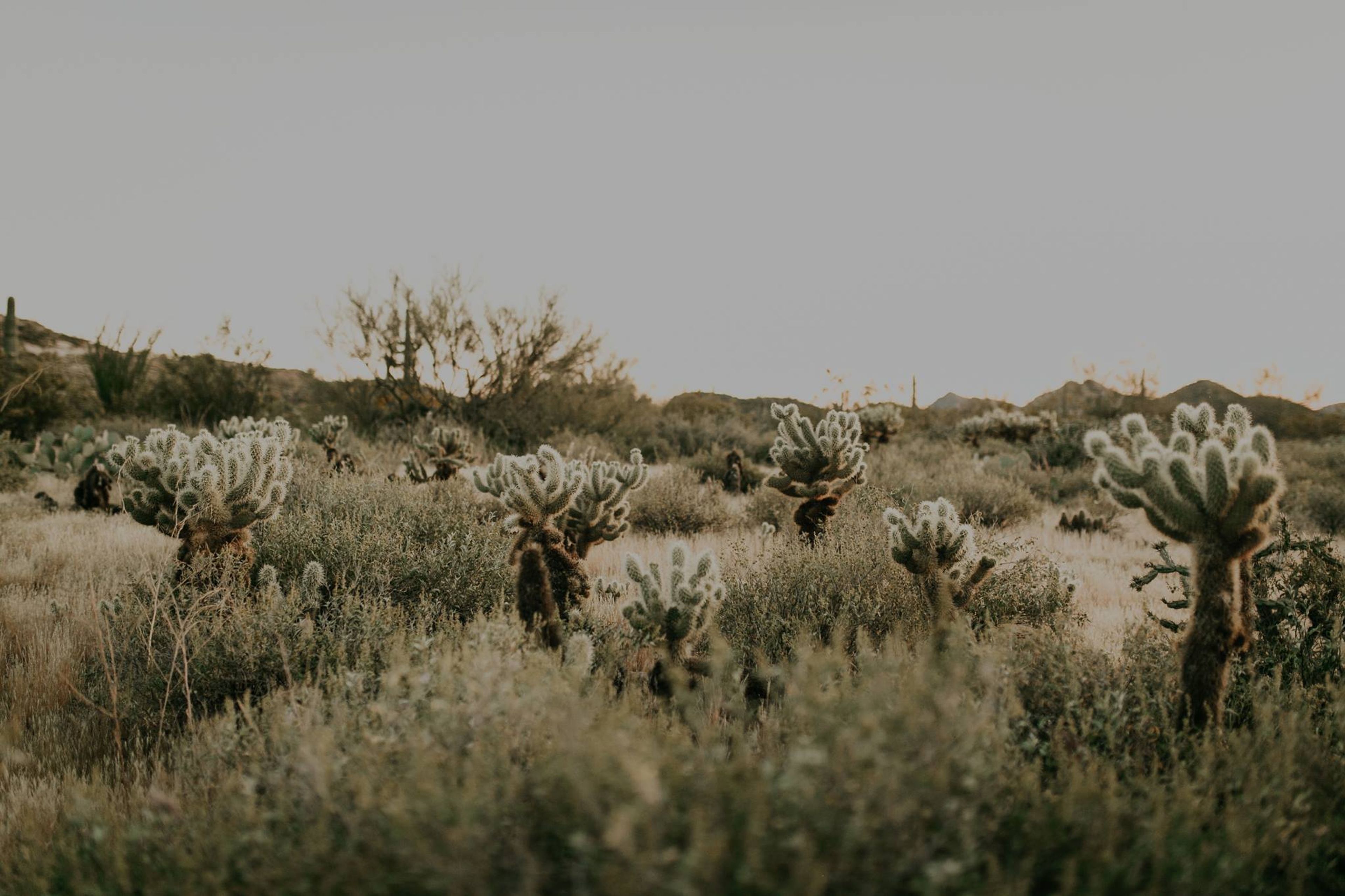 Cover photo of Molly Mcphoto