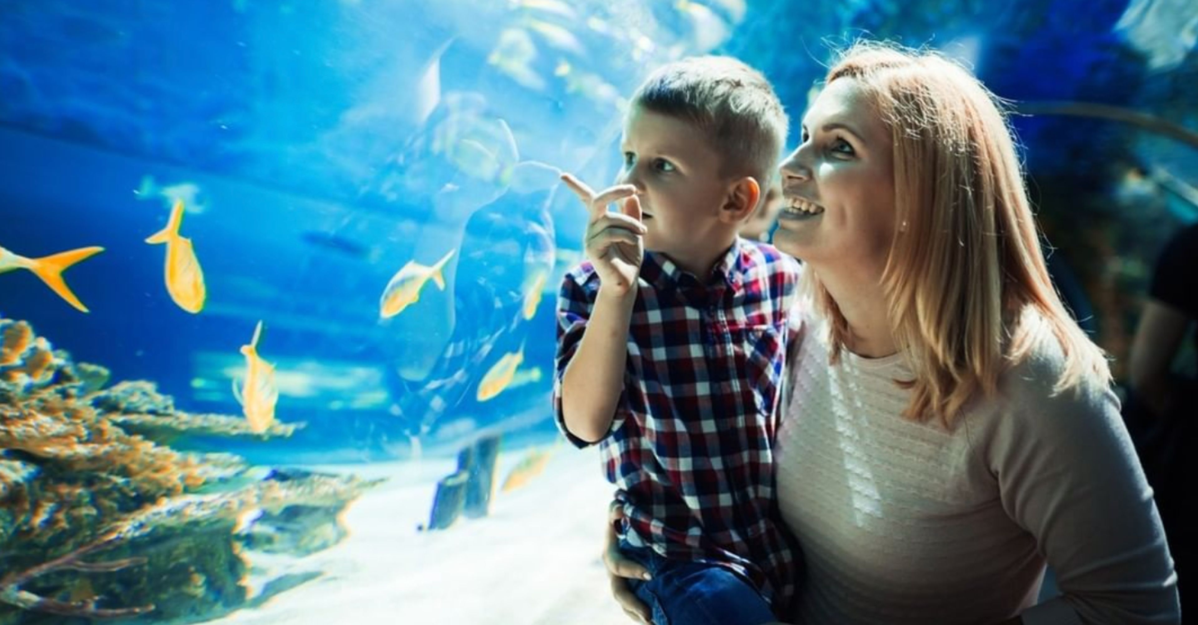 Cover photo of Renaissance Orlando at SeaWorld