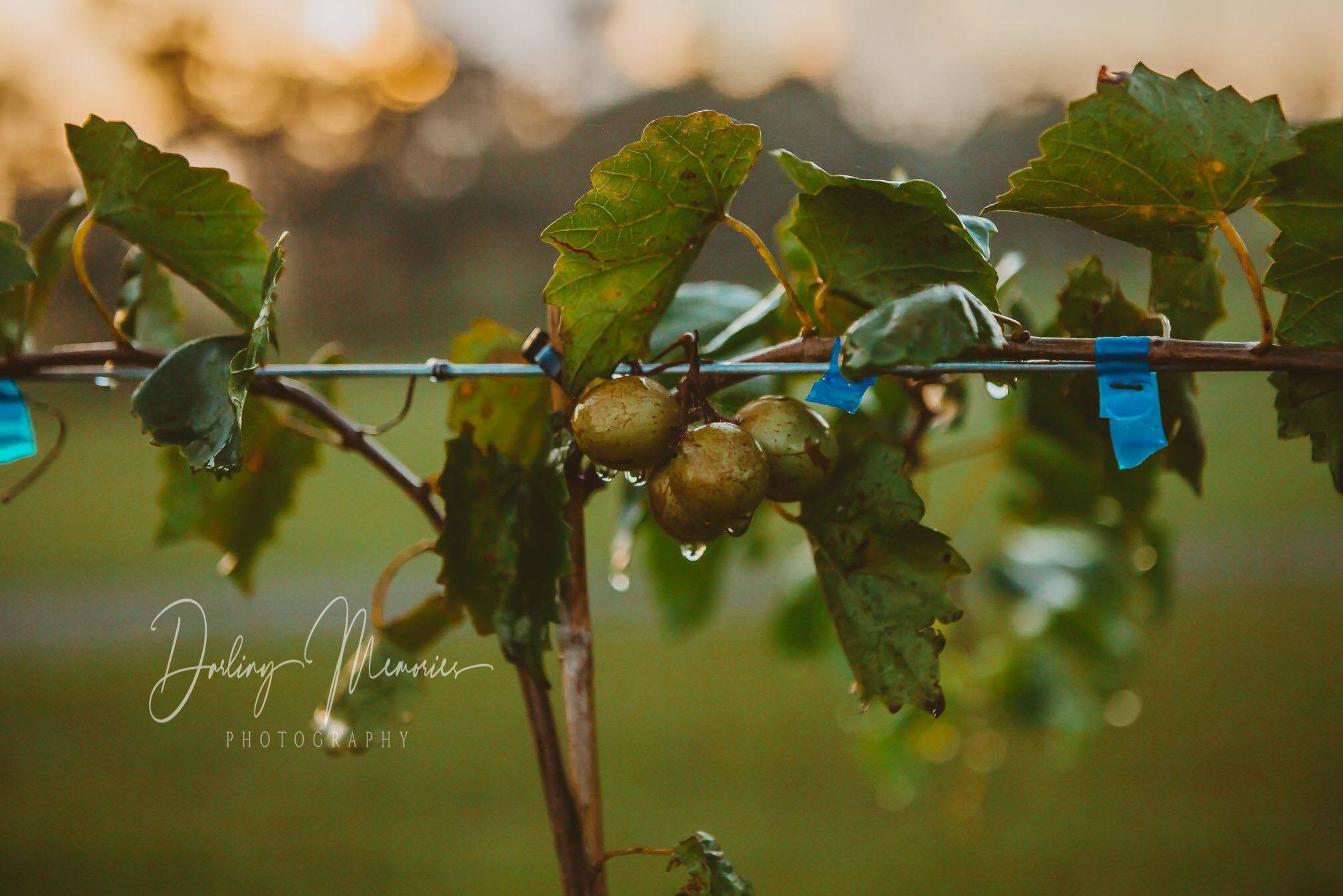 Cover photo of The Vineyards at Black Willow