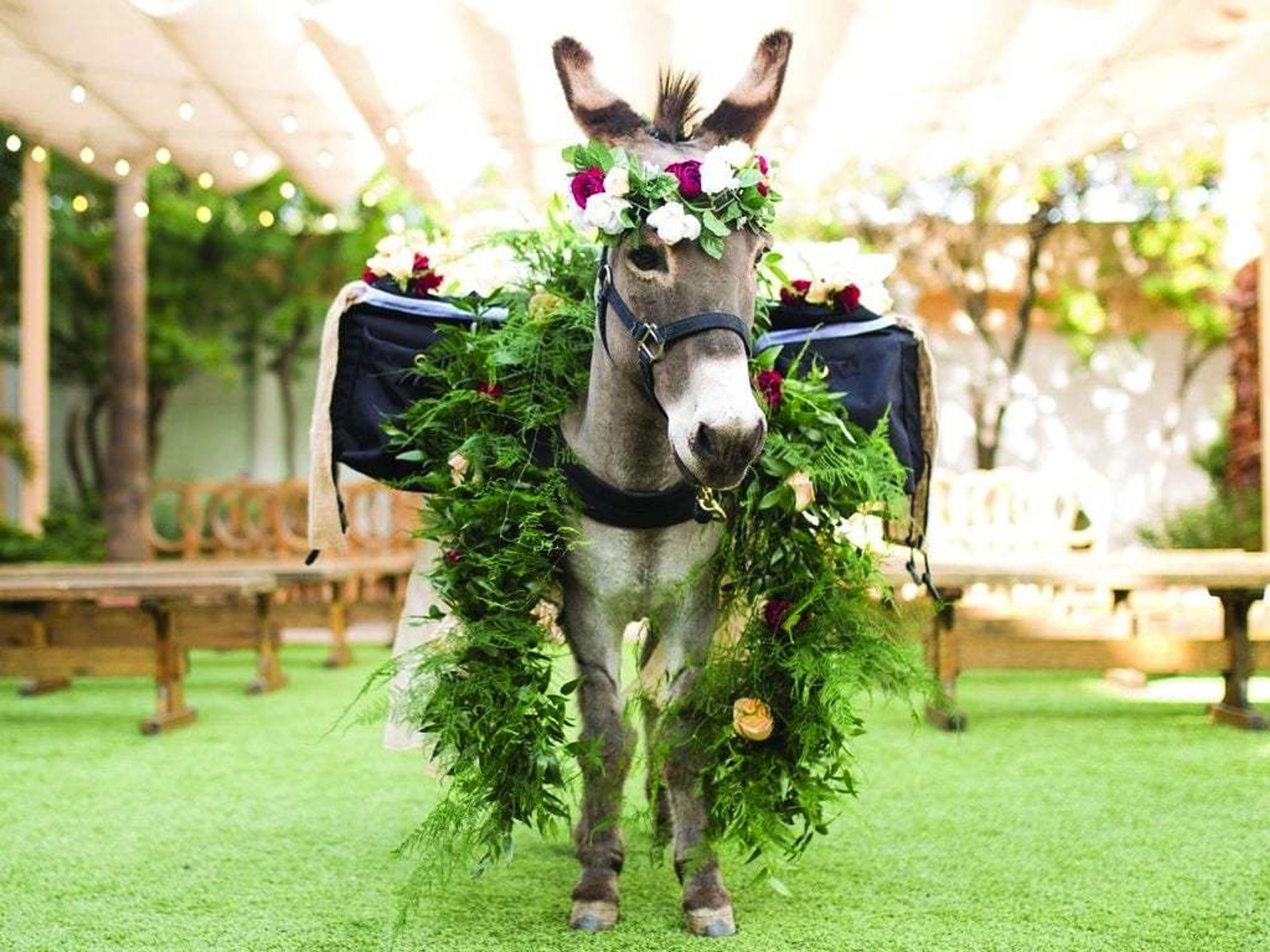 Cover photo of cave creek beer burro