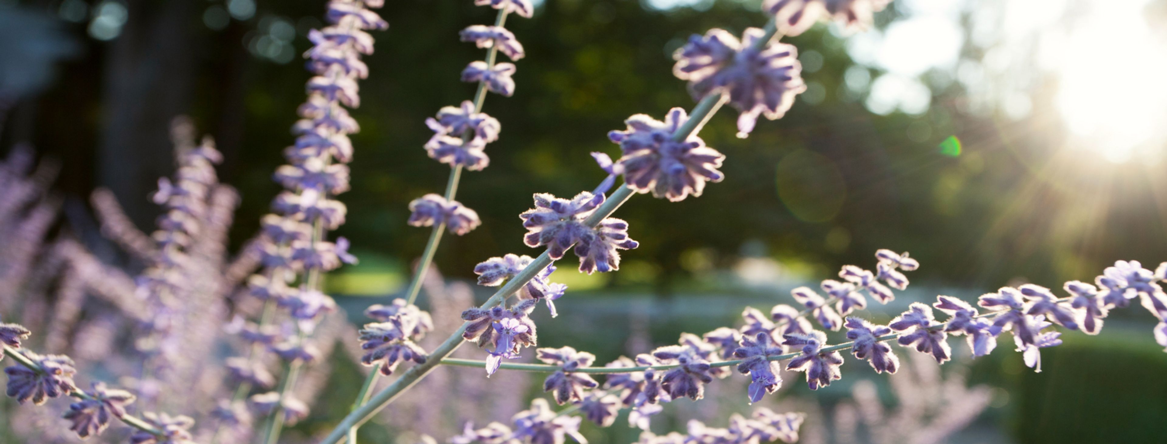 Cover photo of Canyon Ranch Woodside