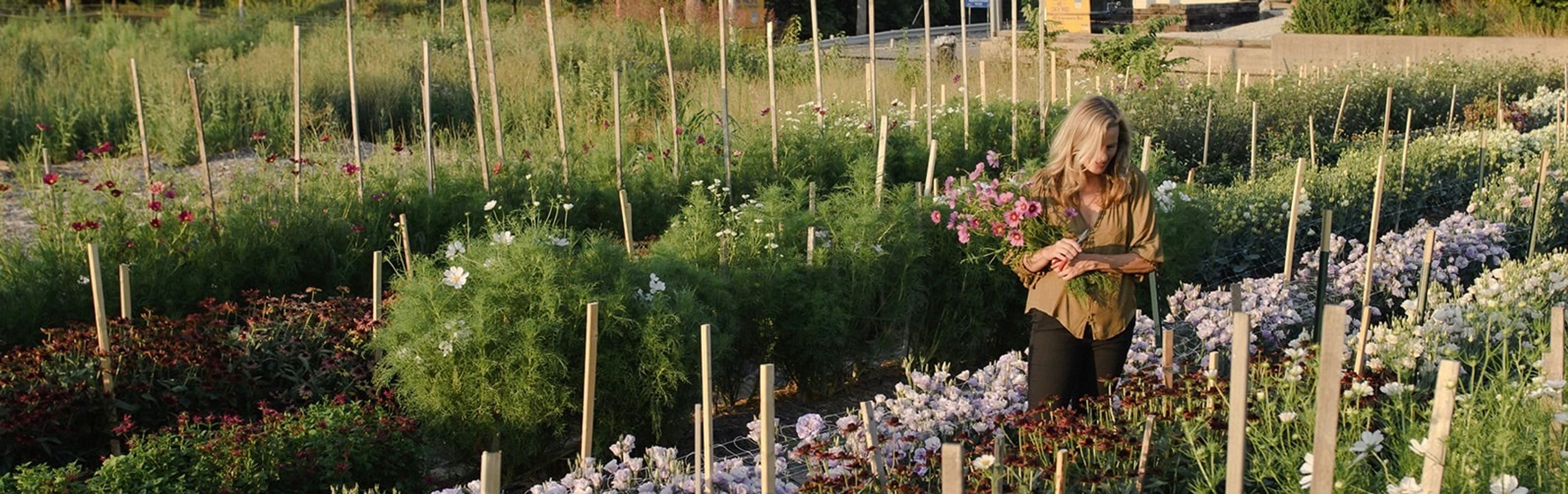 Cover photo of Cornelia McNamara Flowers