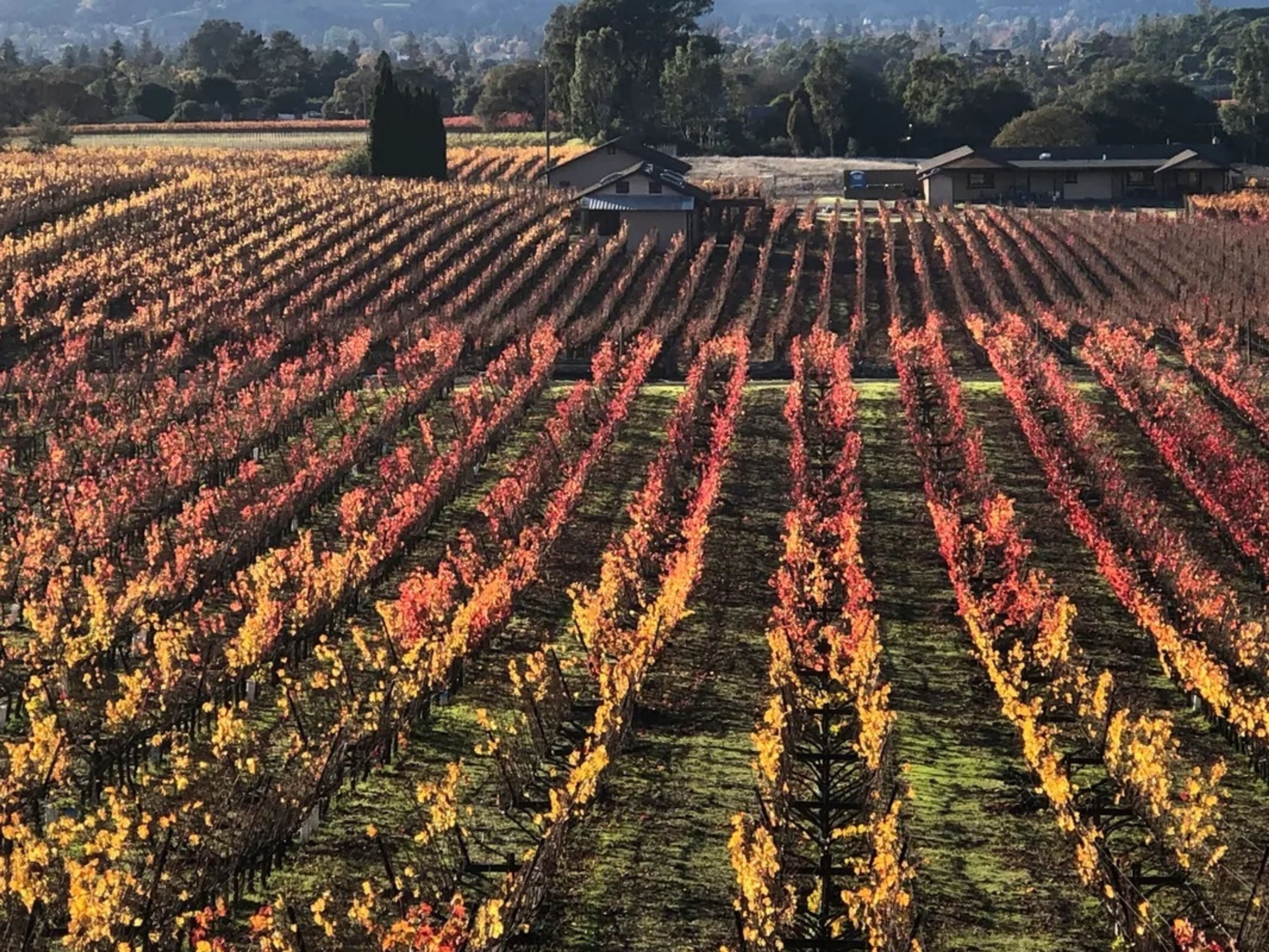 Cover photo of Comis Estate