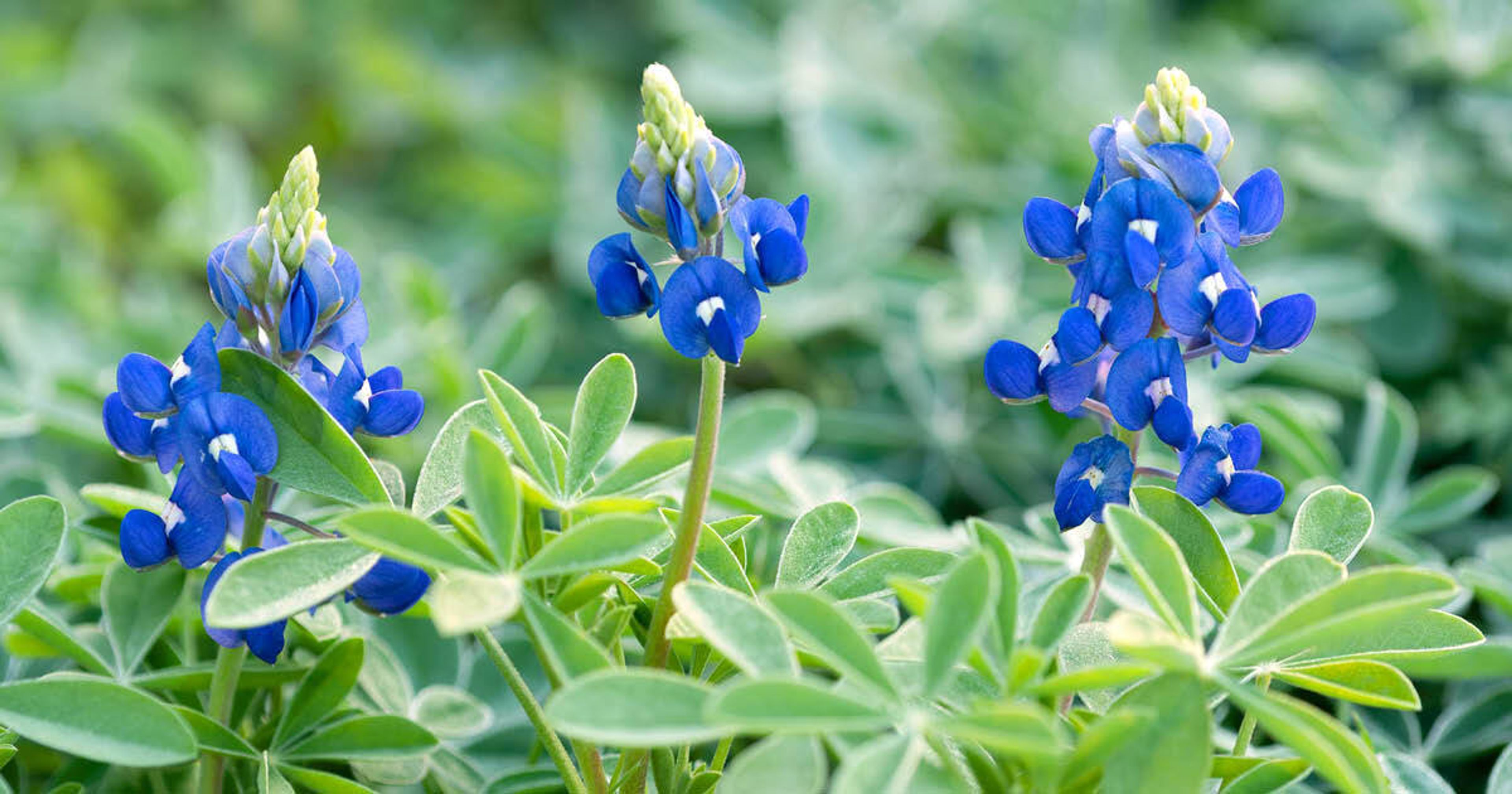 Cover photo of Lady Bird Johnson Wildflower Center