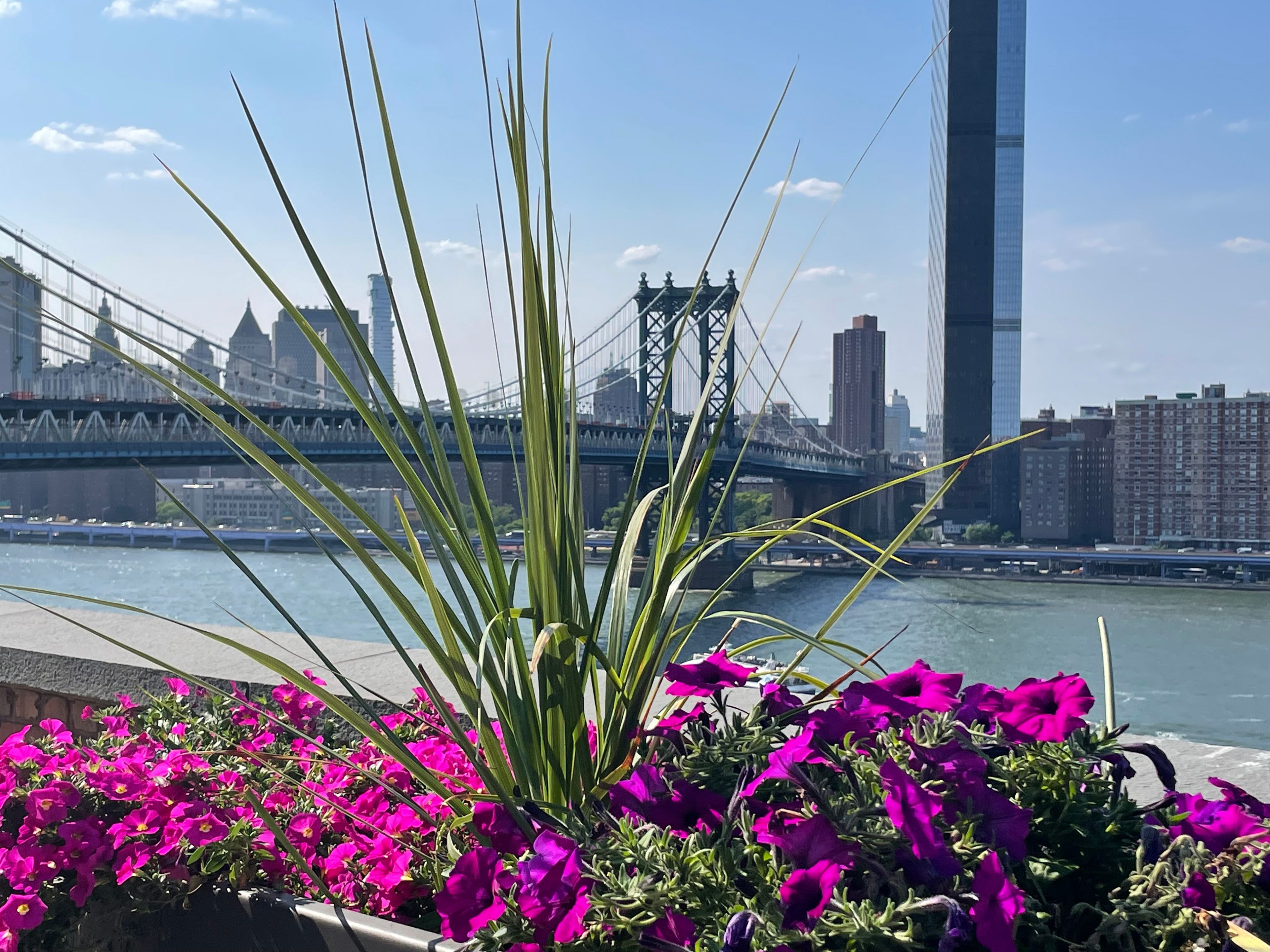 Cover photo of Safdi Management