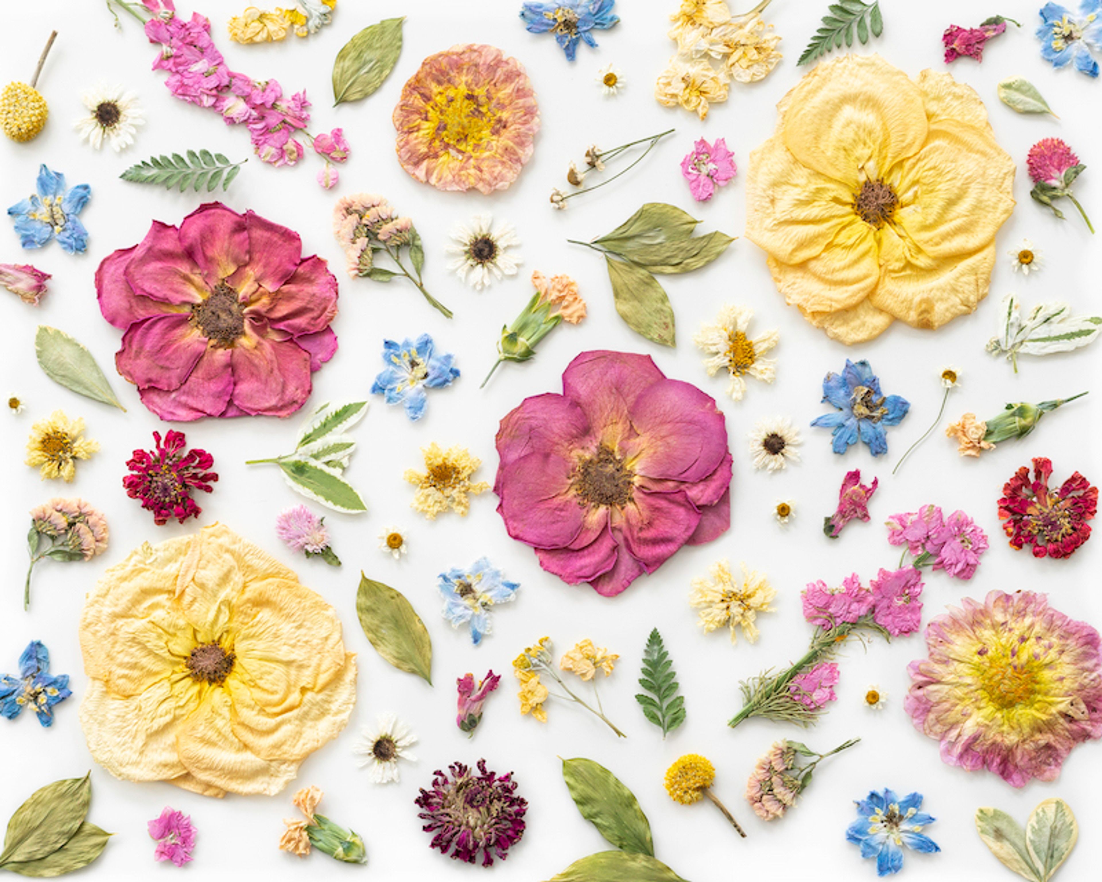 Cover photo of Pressed Floral