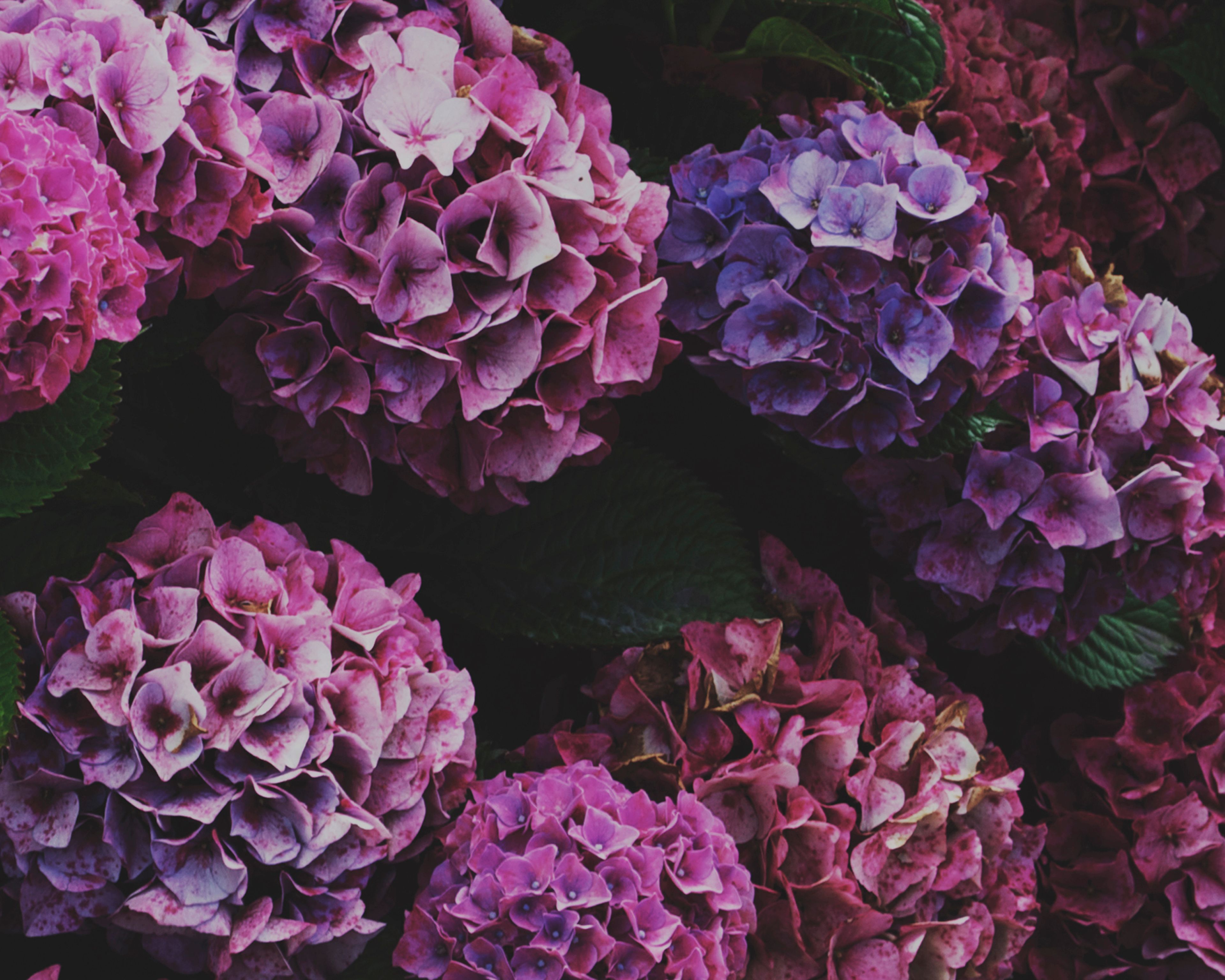 Cover photo of HARSH BLOOMS