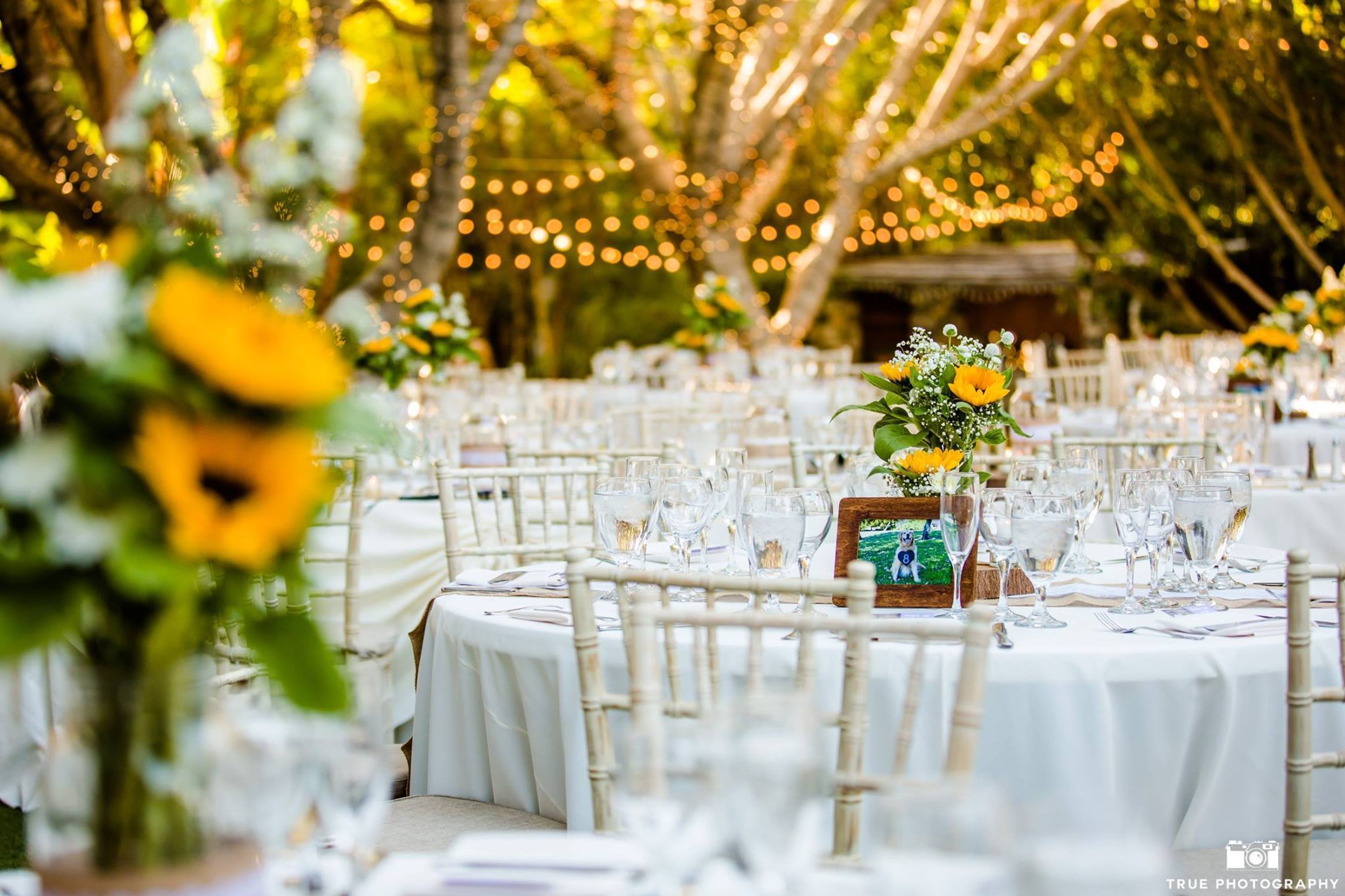 Cover photo of Paradise Falls