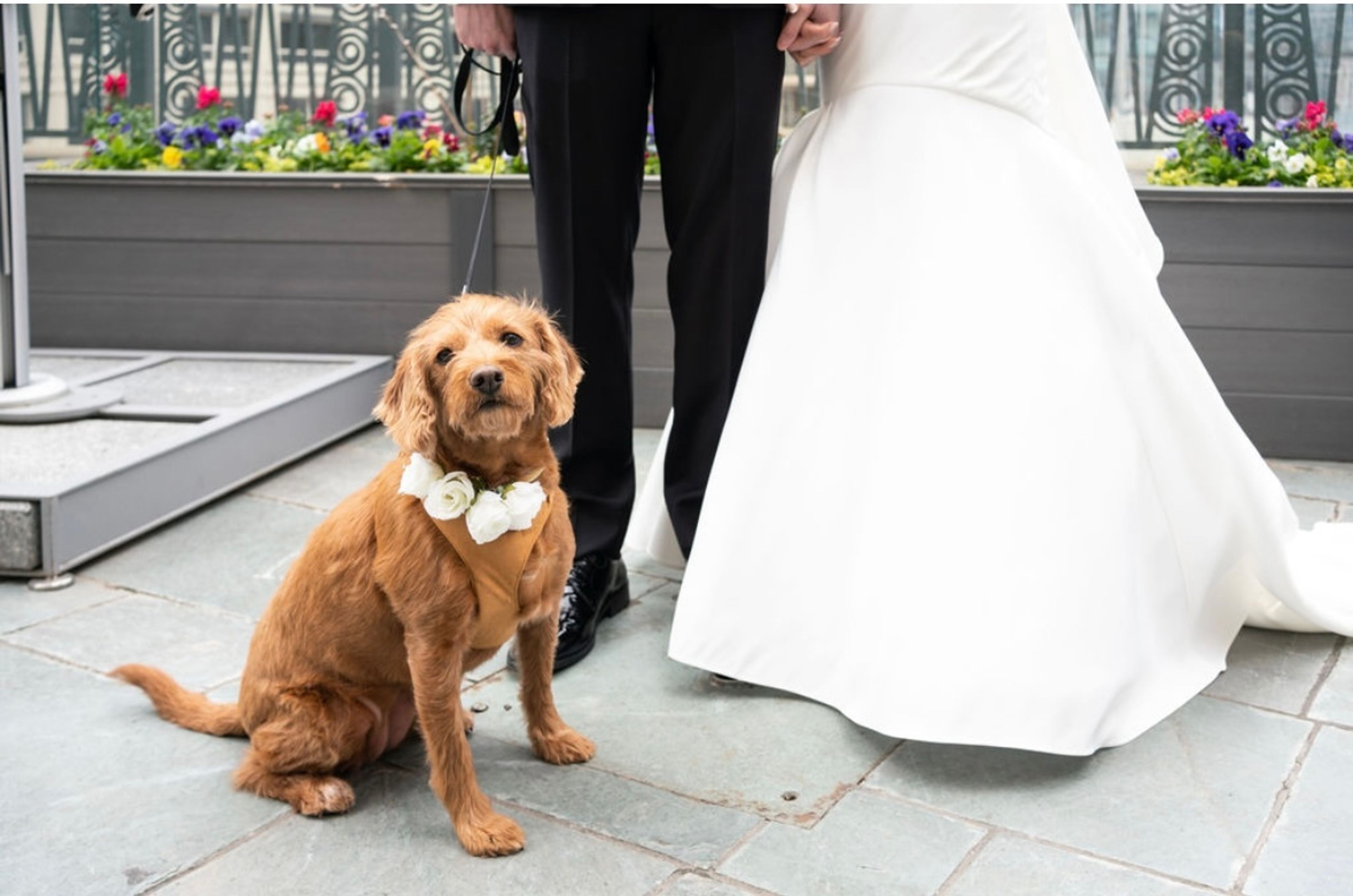 Cover photo of Luxe Dog Nanny