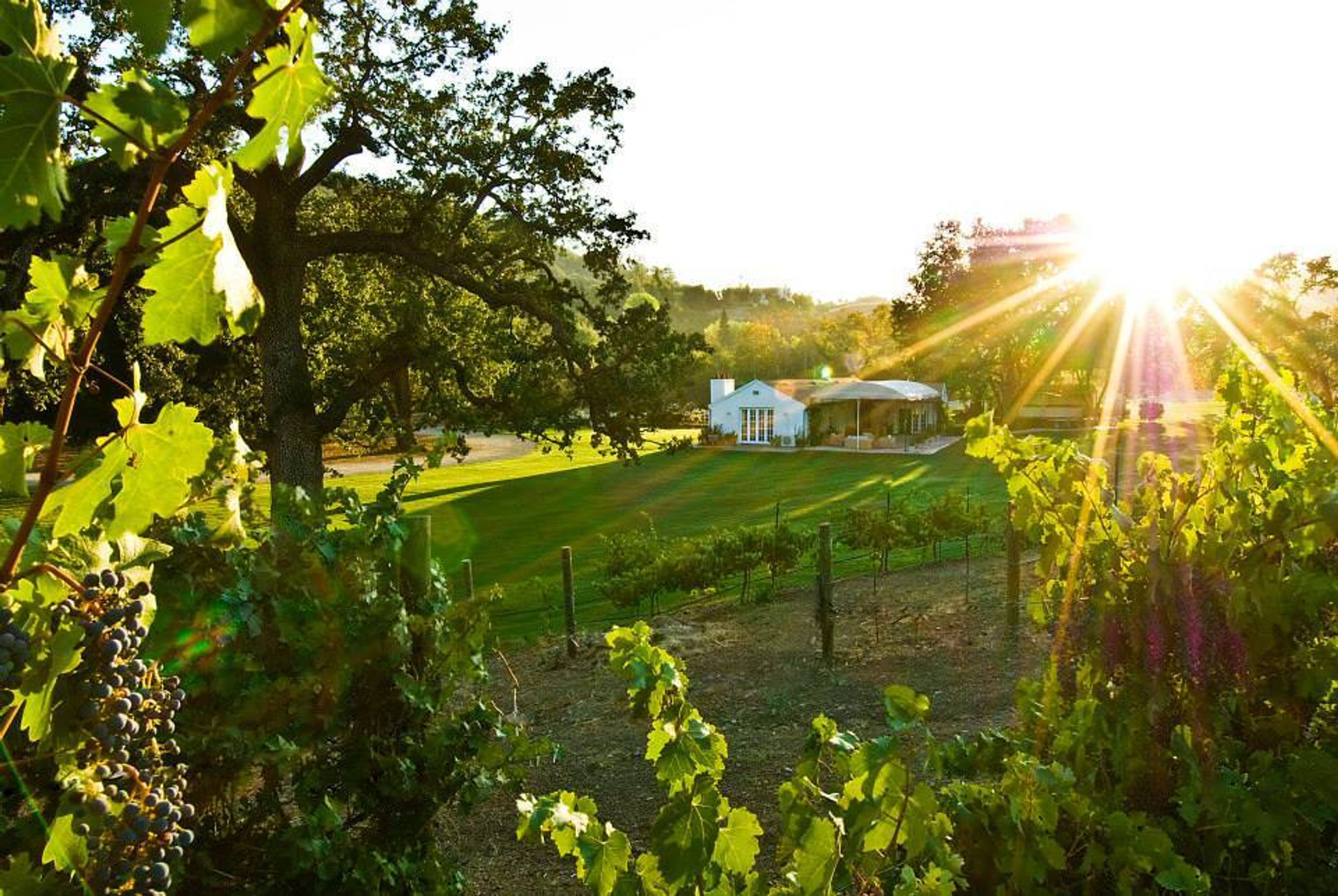 Cover photo of Triunfo Creek Vineyards