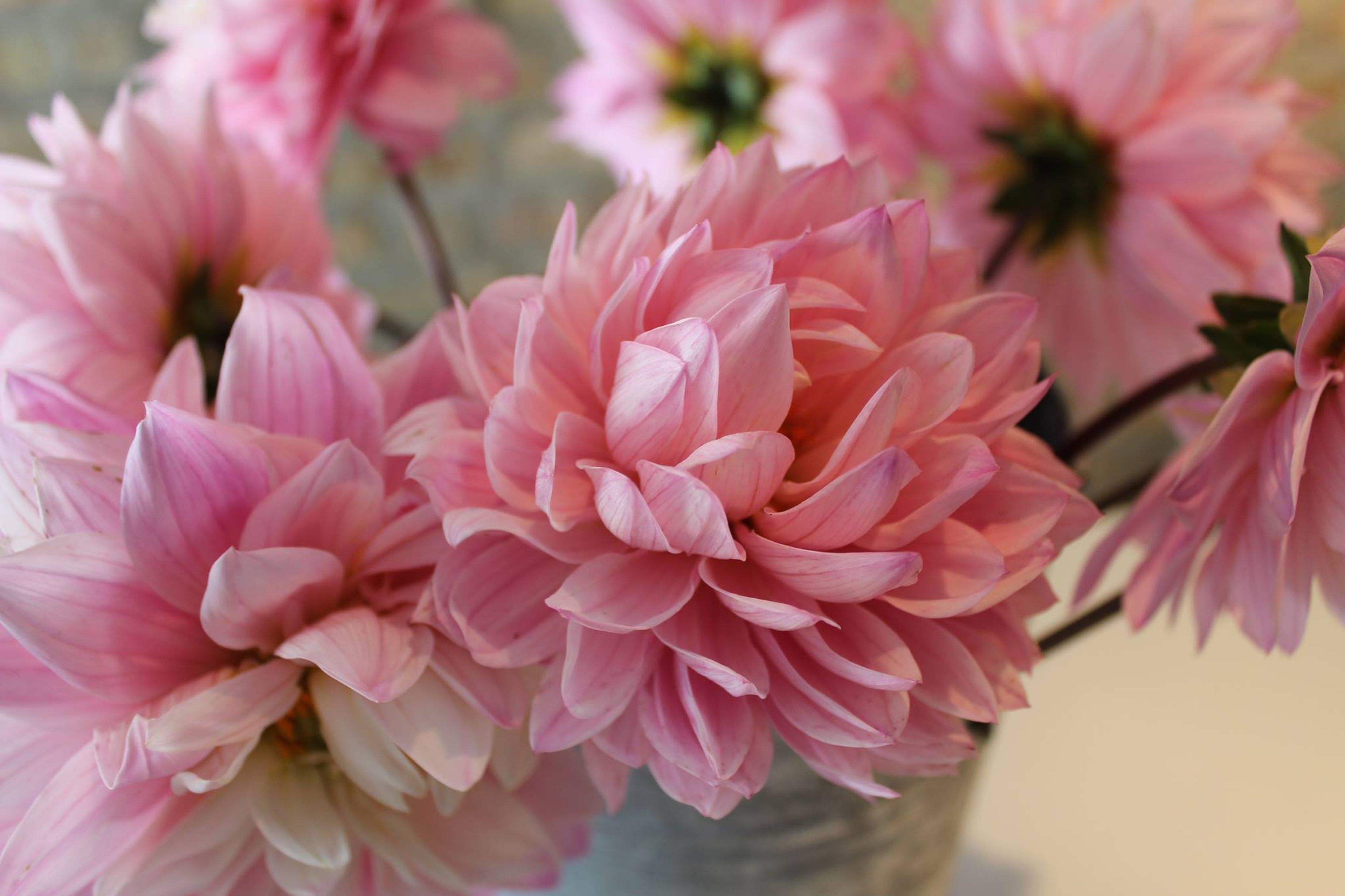 Cover photo of Field And Florist