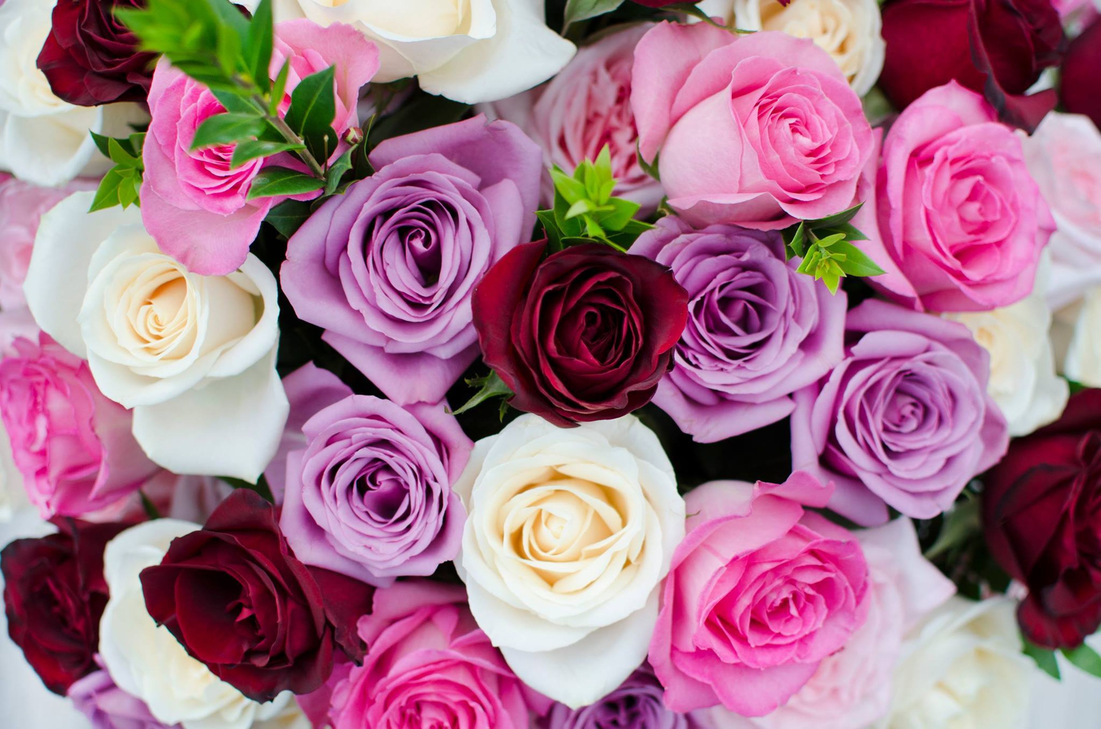 Cover photo of DVFlora