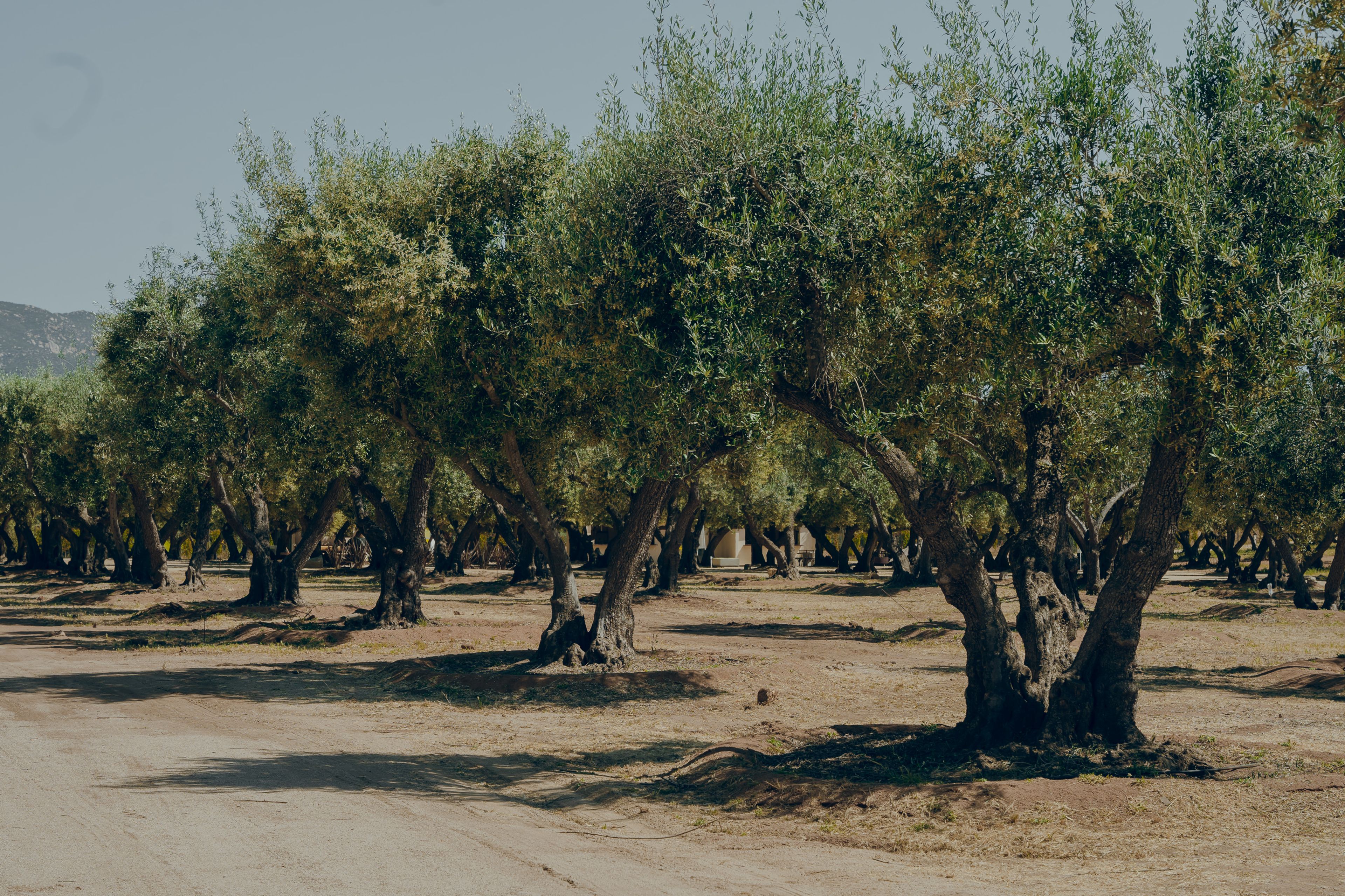 Cover photo of Imanha Del Valle