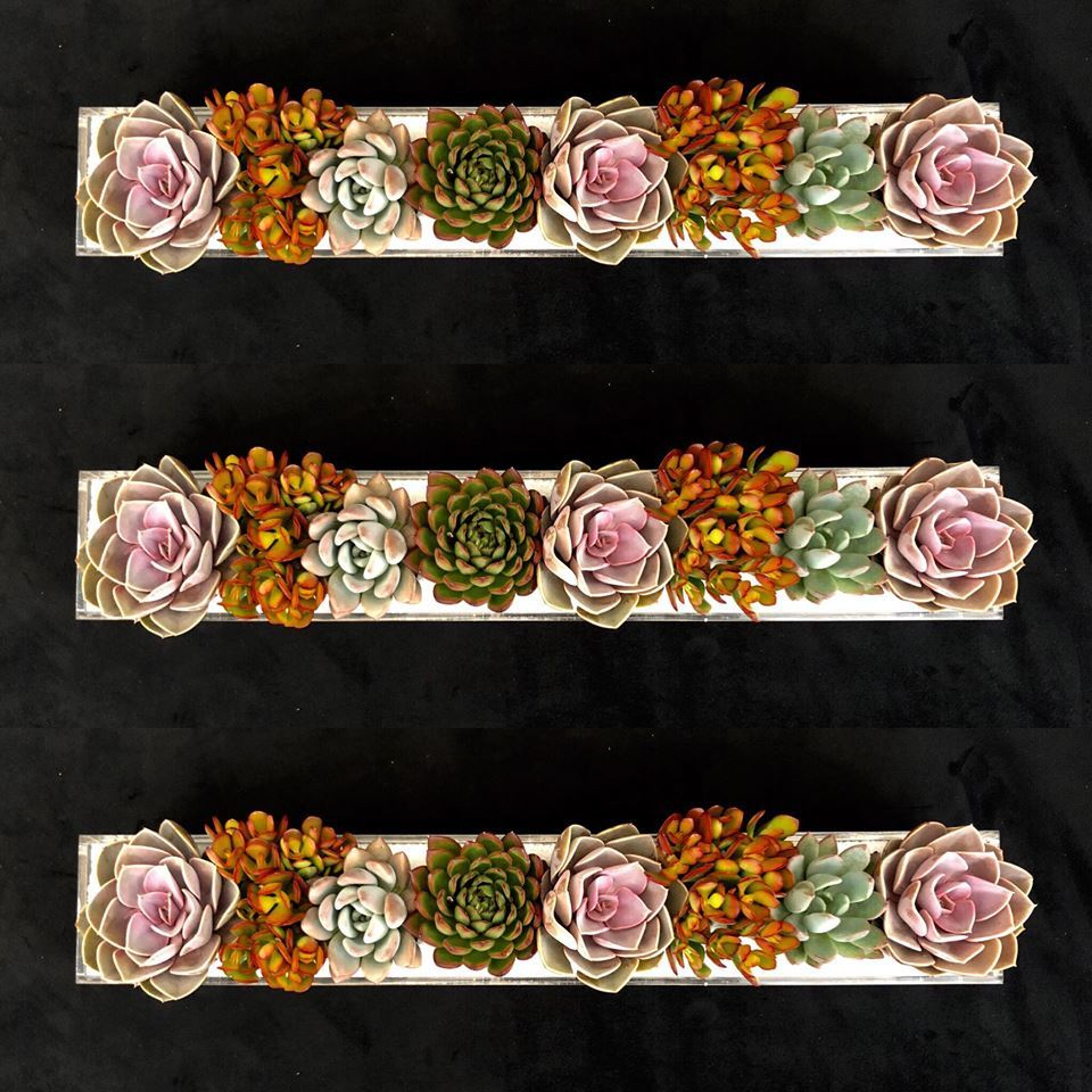 Cover photo of Floral Rush