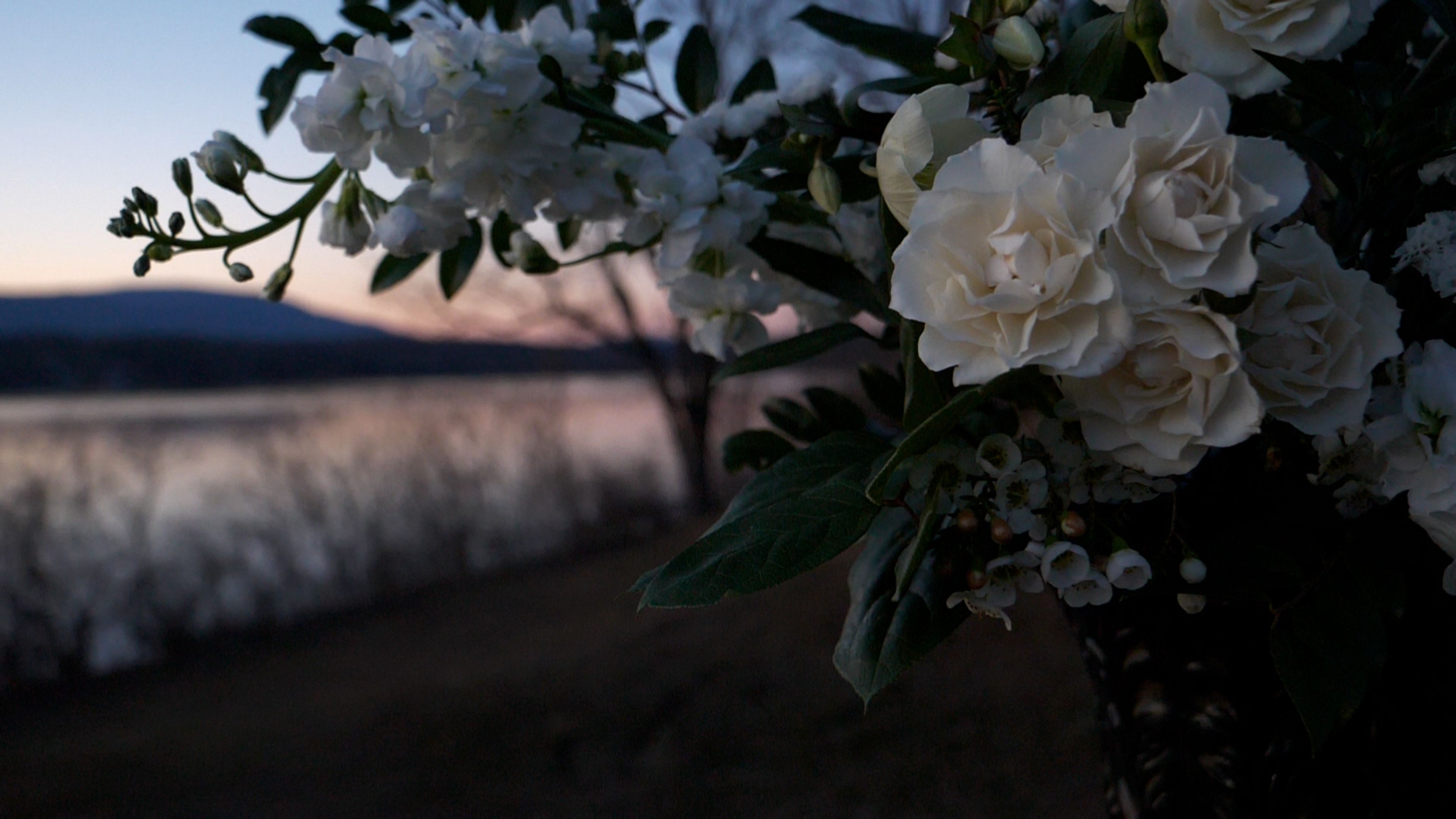 Cover photo of Jess Lazar Video