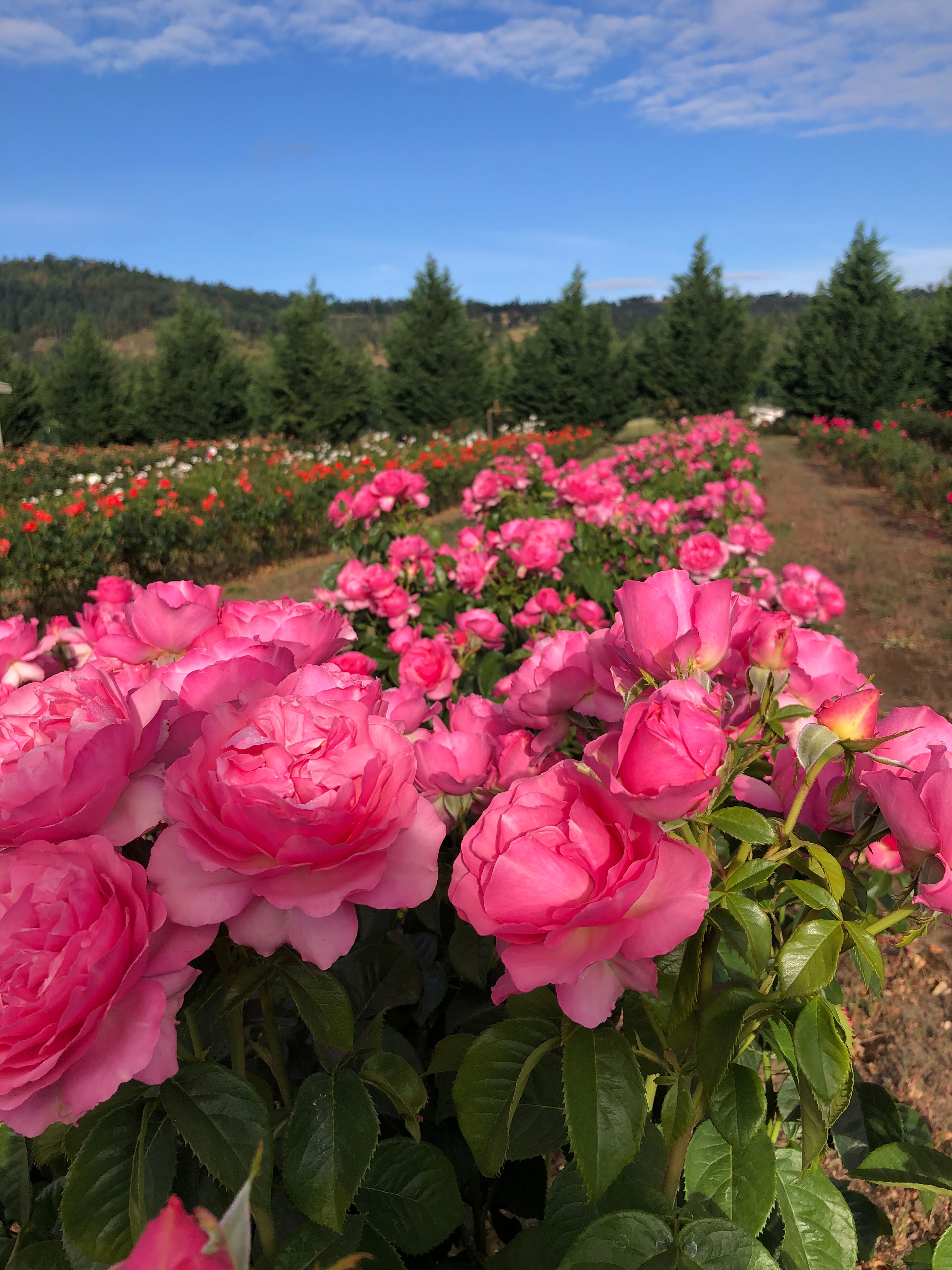 Cover photo of Flyboy Naturals Rose Petals