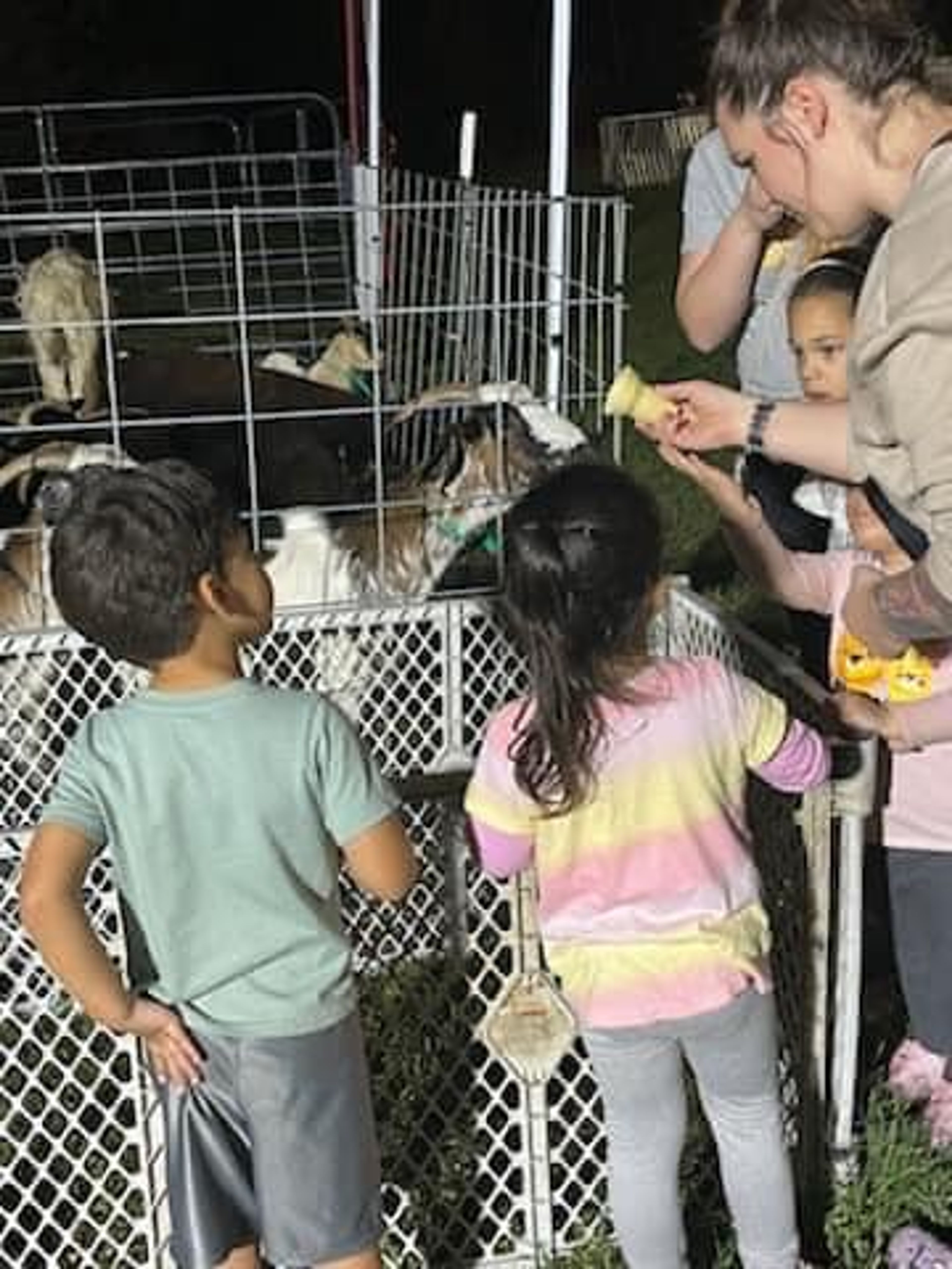 Cover photo of Tales & Hooves Mobile Petting Zoo