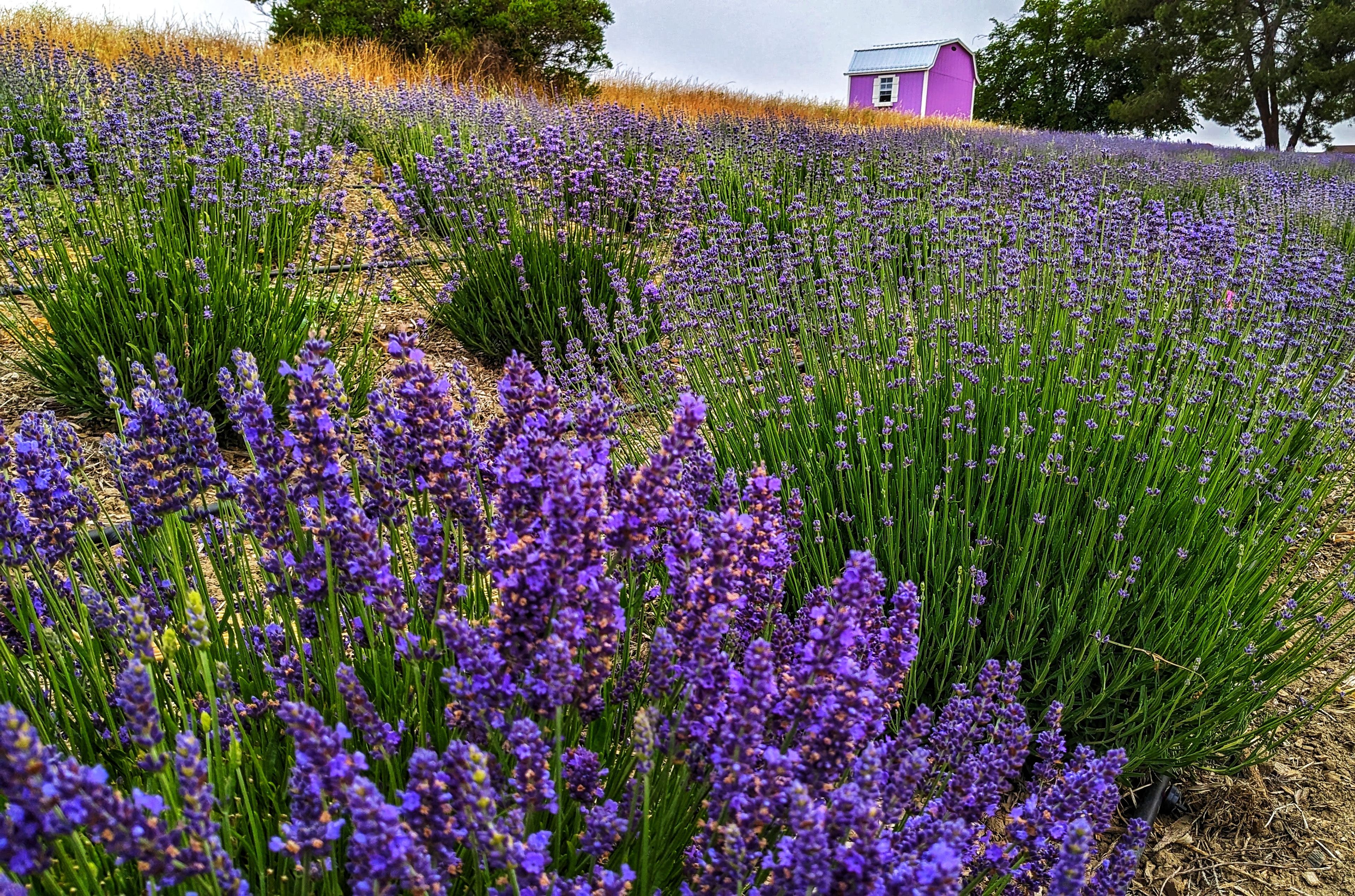 Cover photo of California Lavender Honey Farm
