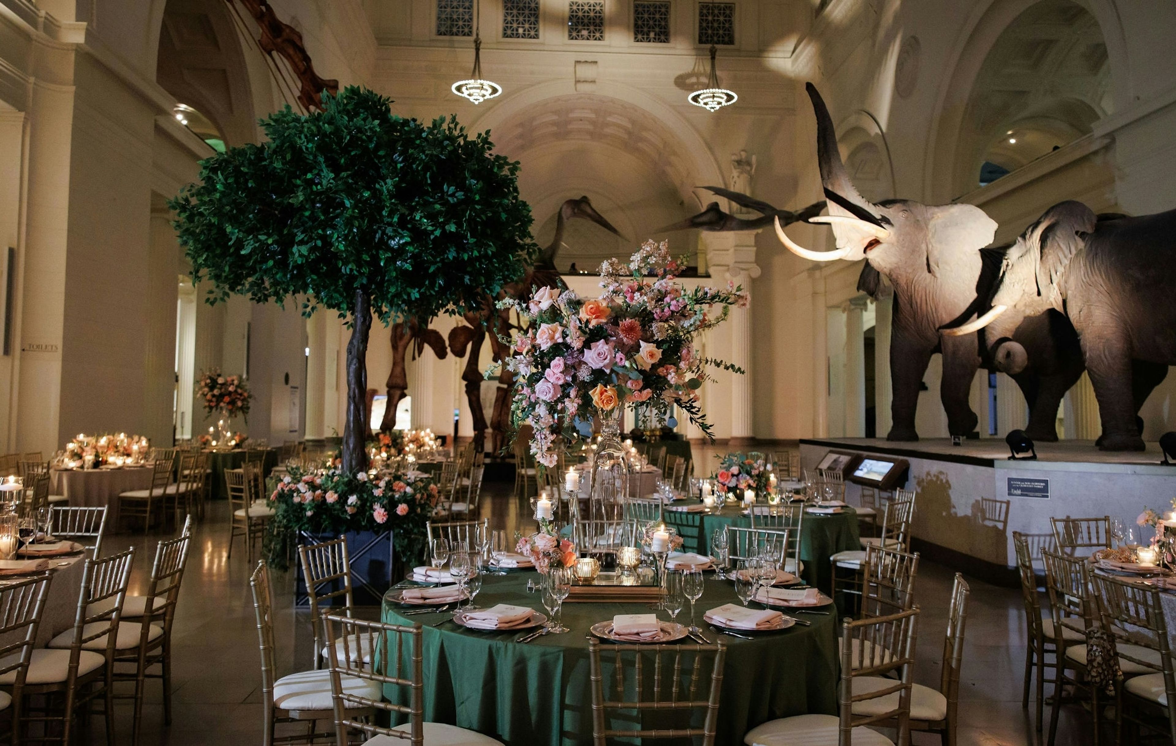 Cover photo of Field Museum