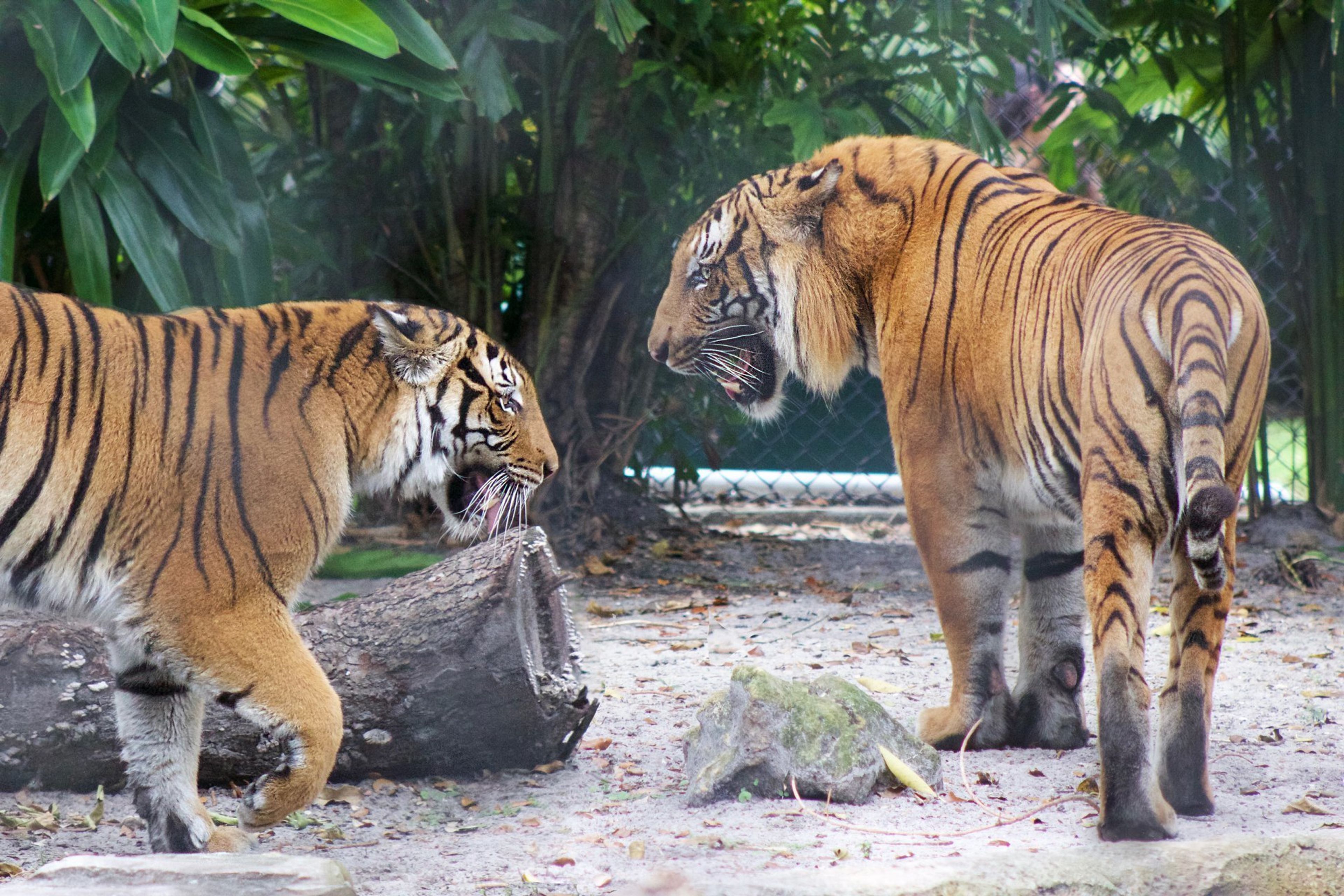 Cover photo of Palm Beach Zoo