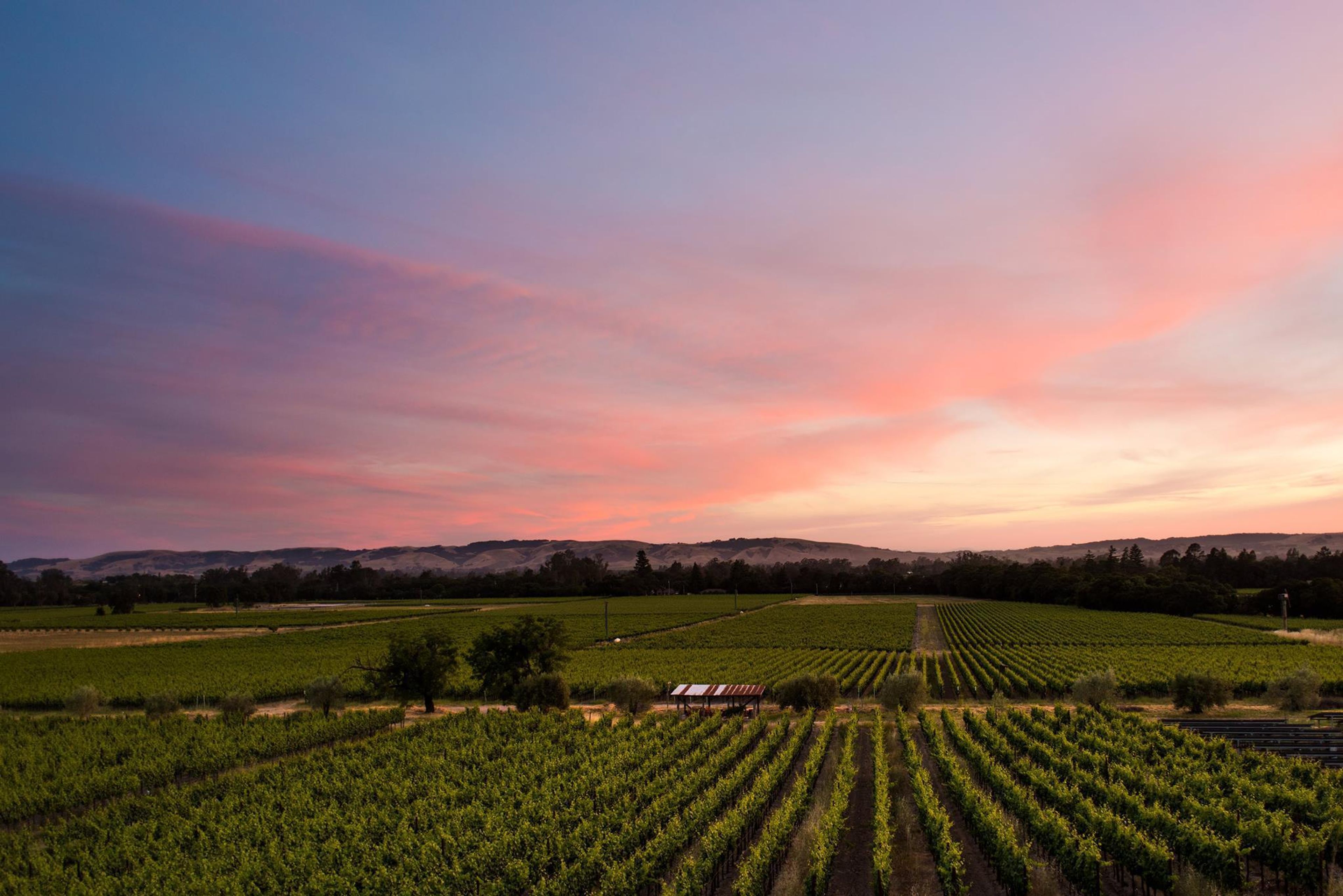 Cover photo of Gundlach Bundschu Winery