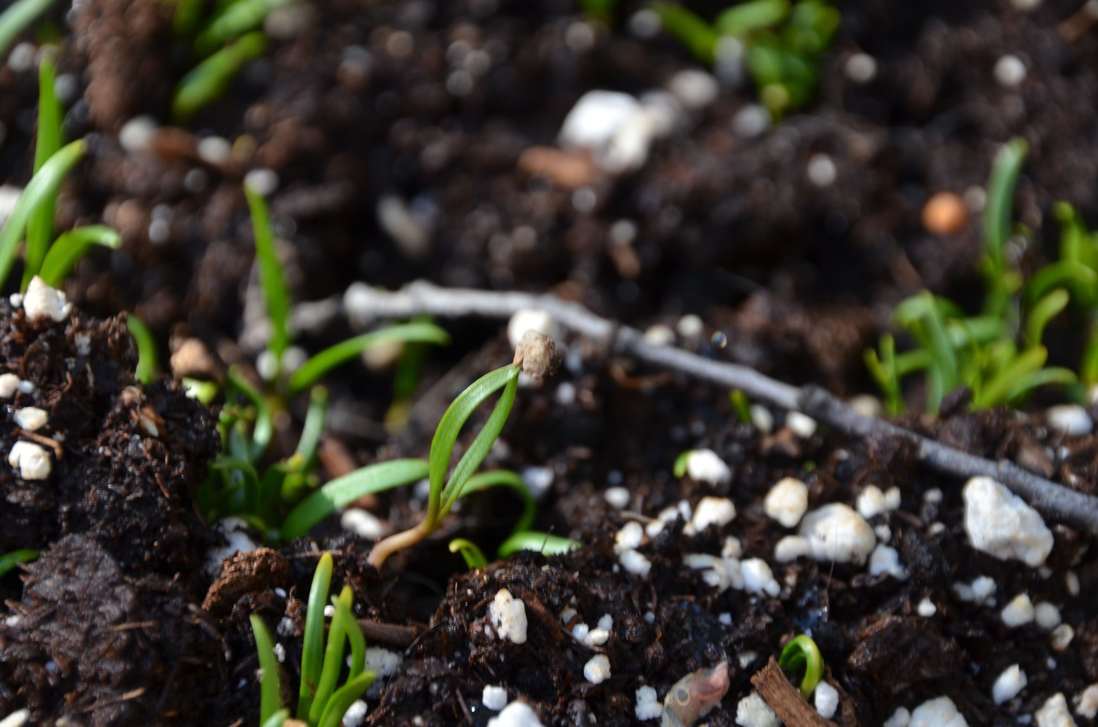 Cover photo of Guaranteed Plants & Florist