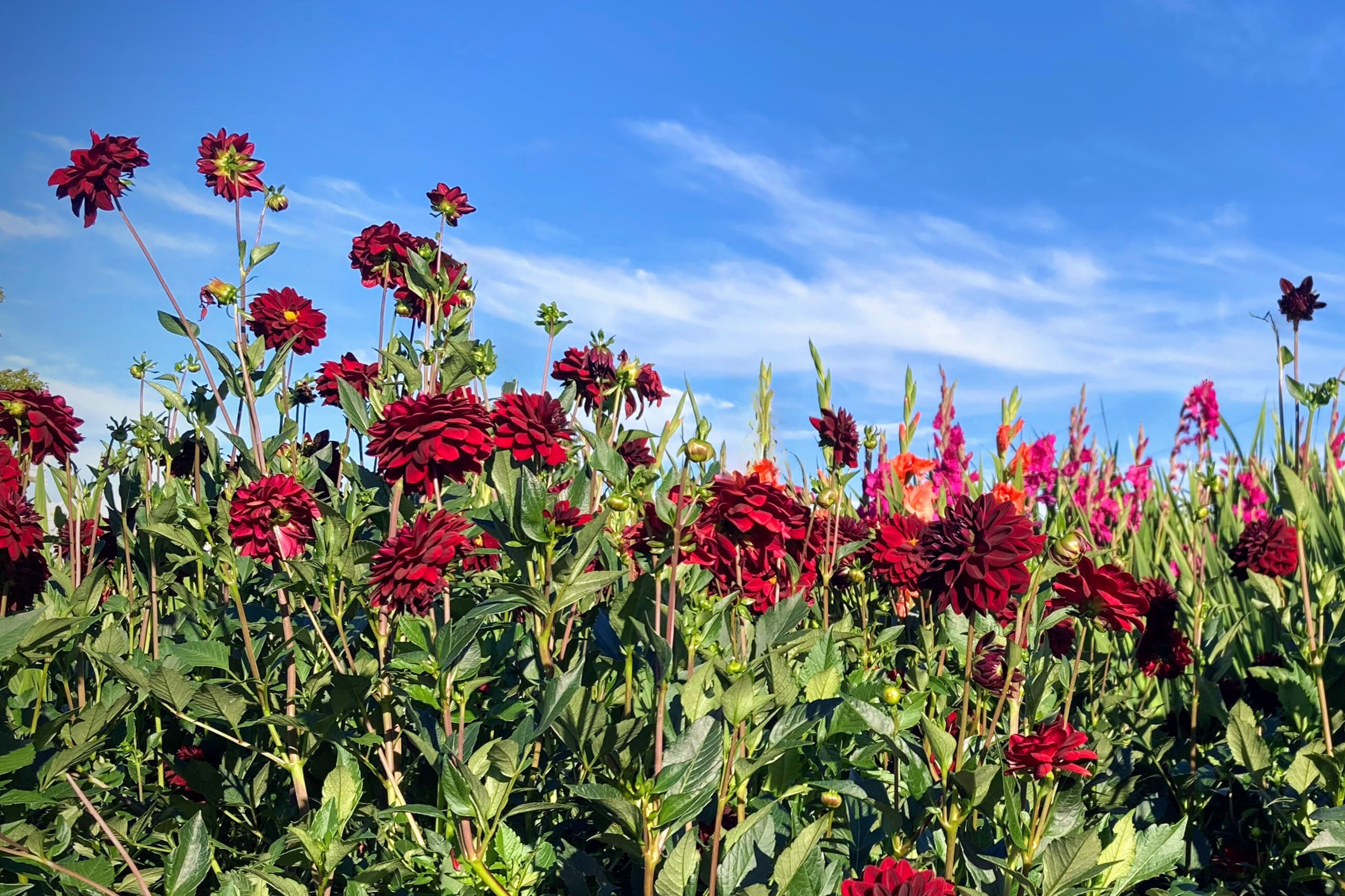 Cover photo of Providence Hill Flower Farm