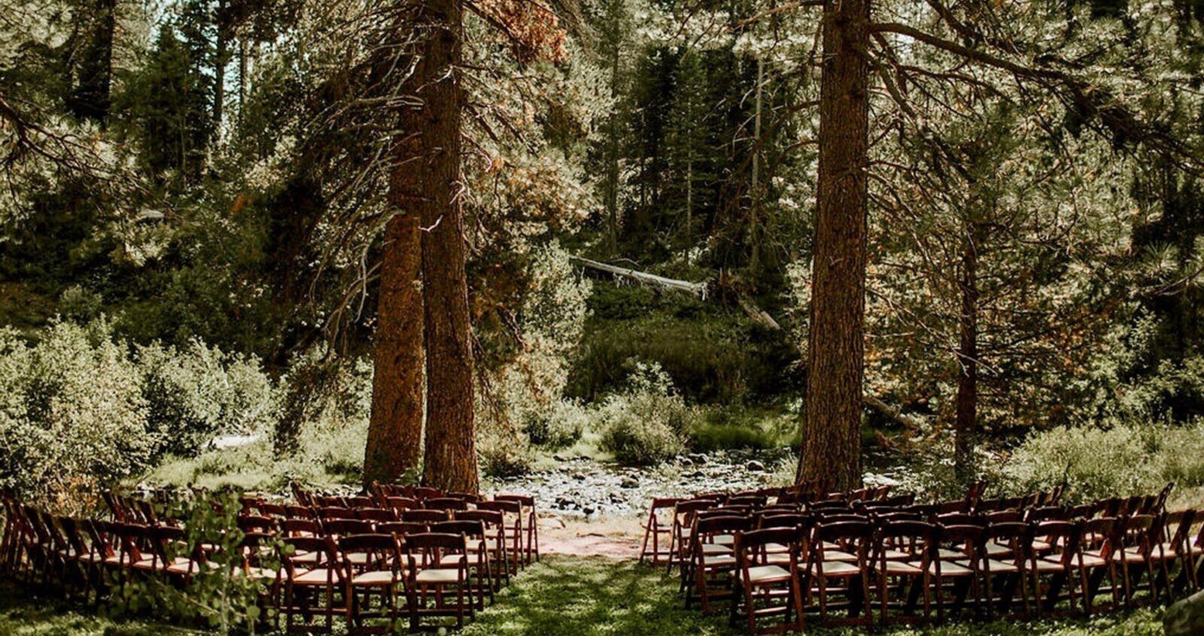 Cover photo of Dancing Pines