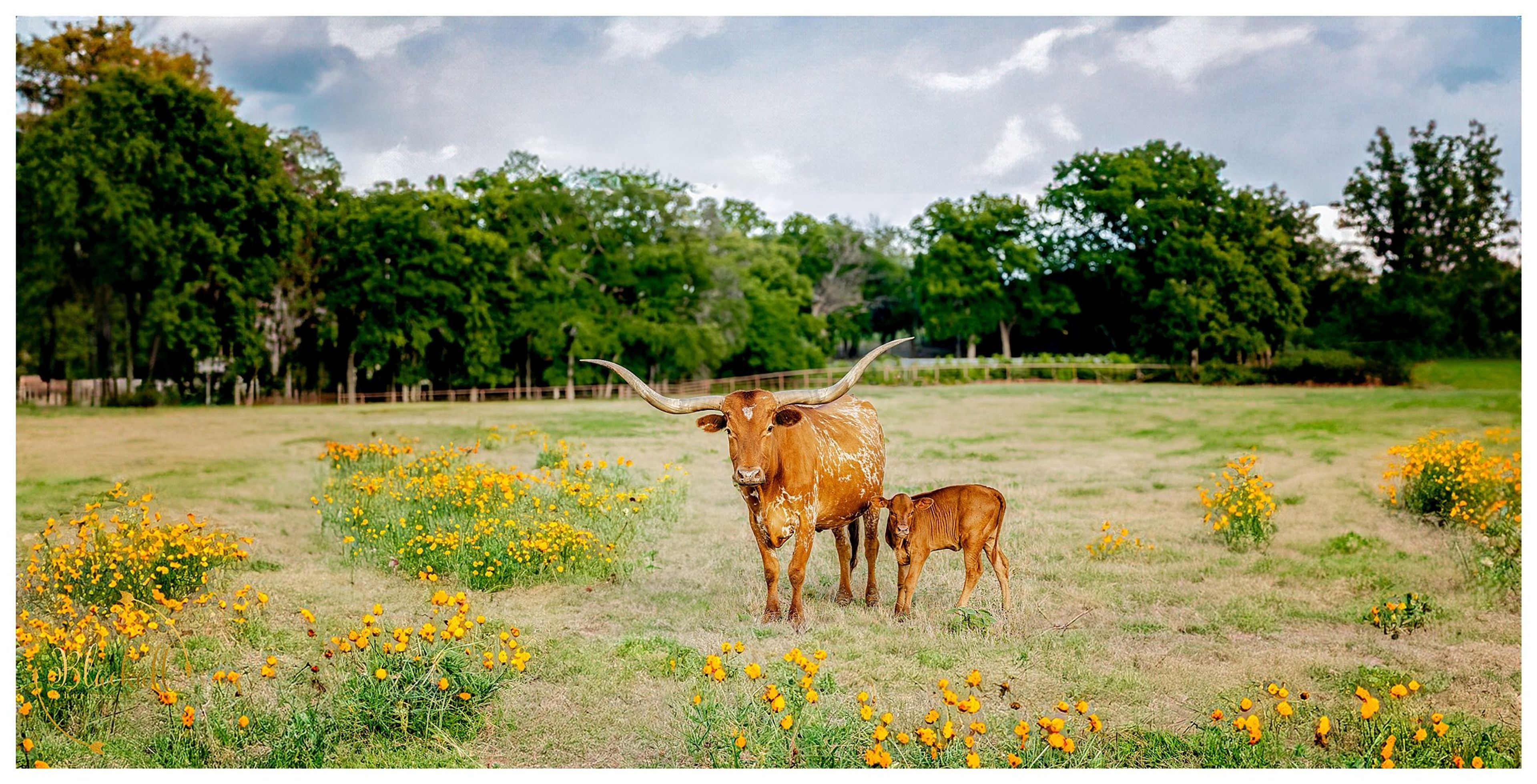 Cover photo of Lucky Spur Ranch Retreat