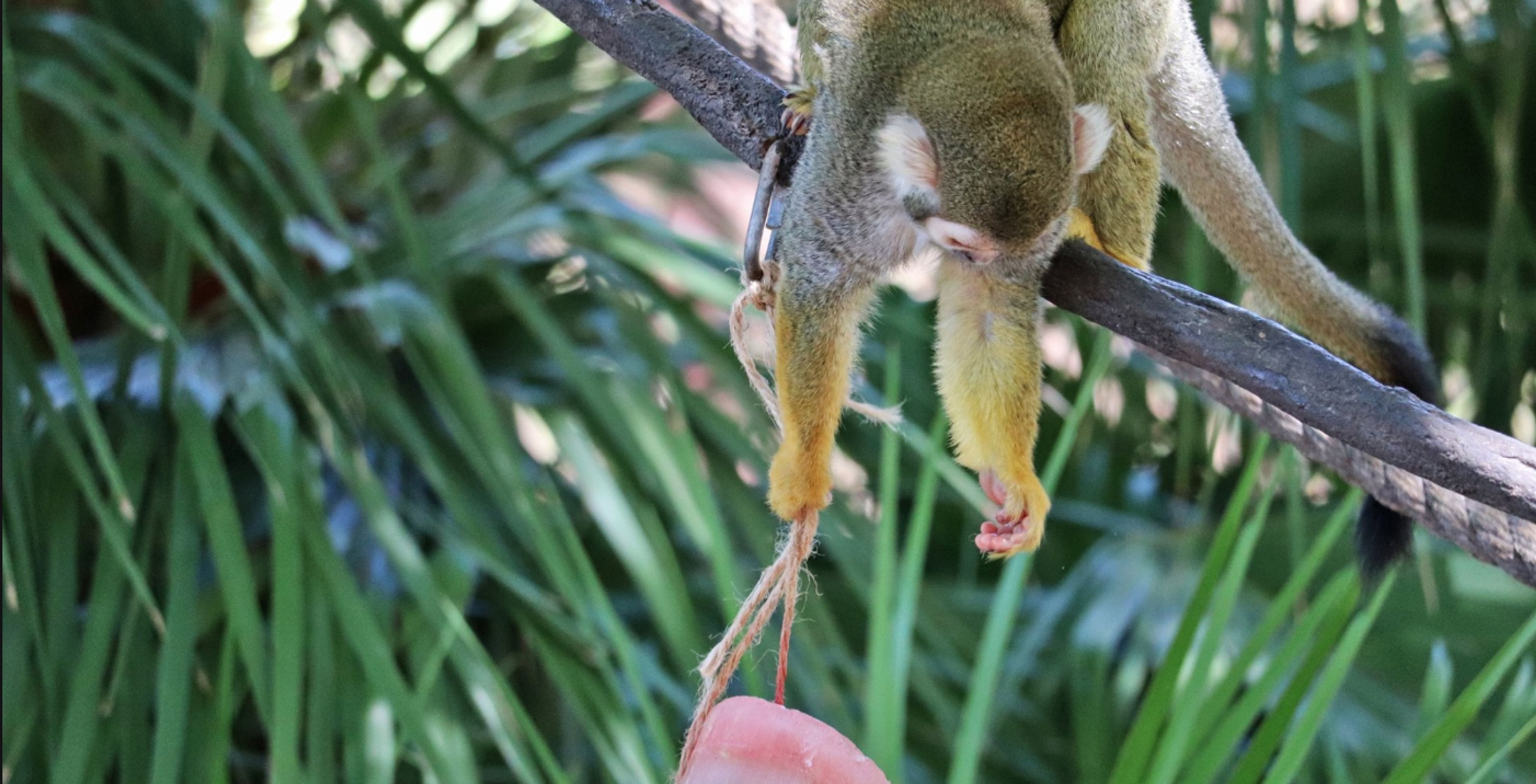 Cover photo of Phoenix Zoo