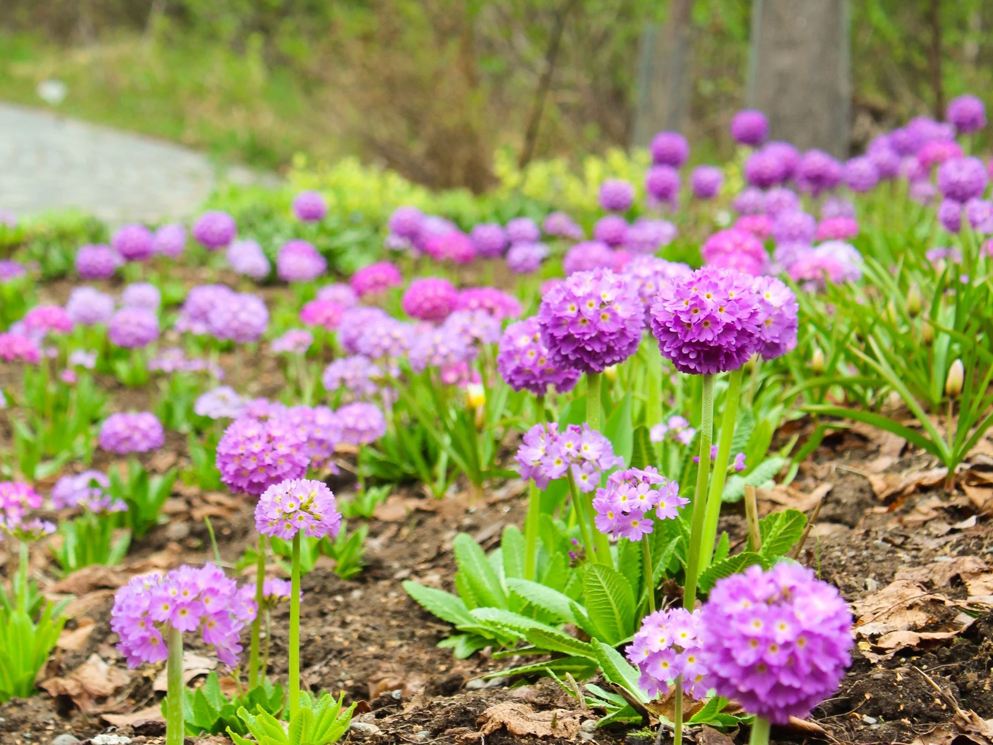 Featured photo from Alaska Botanical Garden