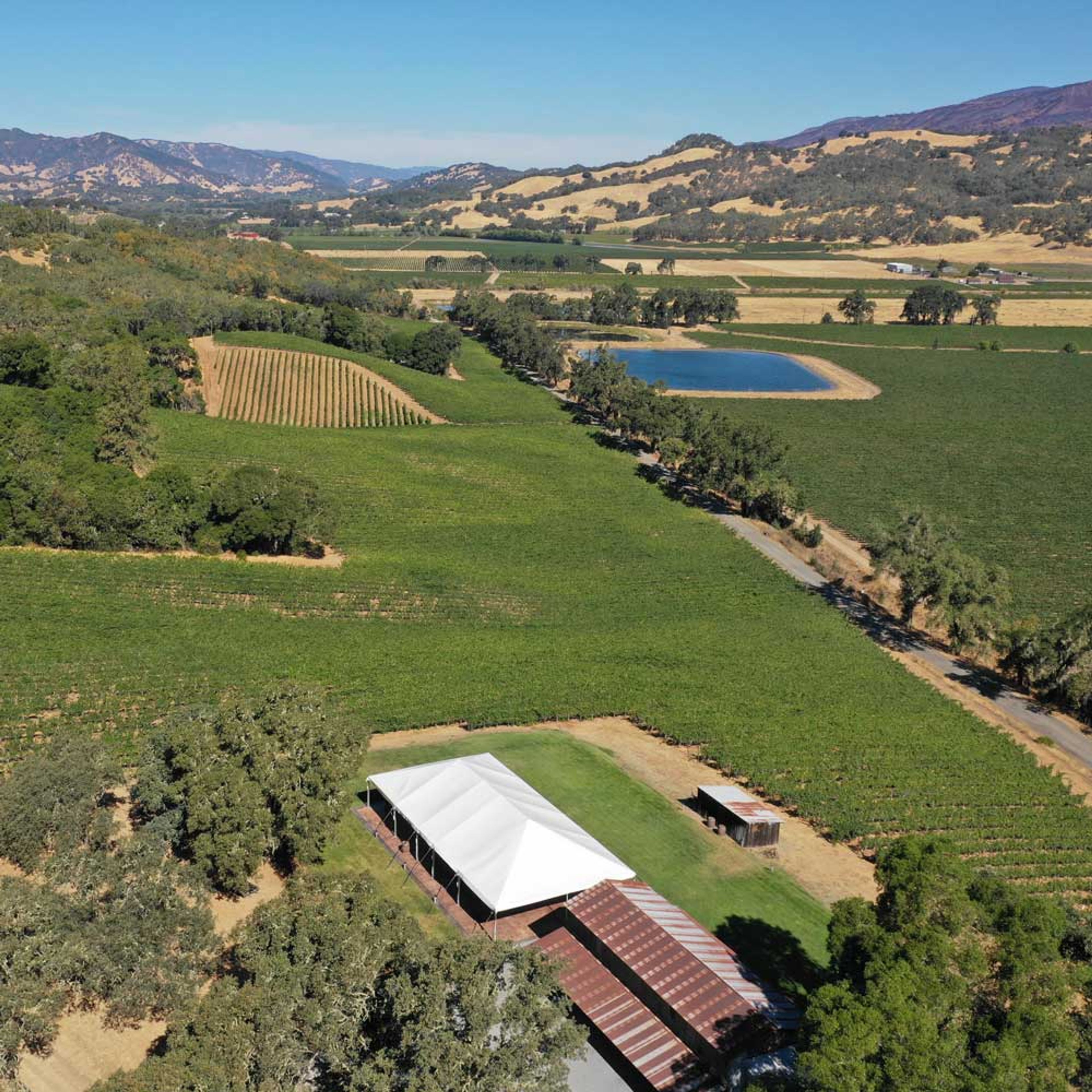 Featured photo from Contento Vineyard