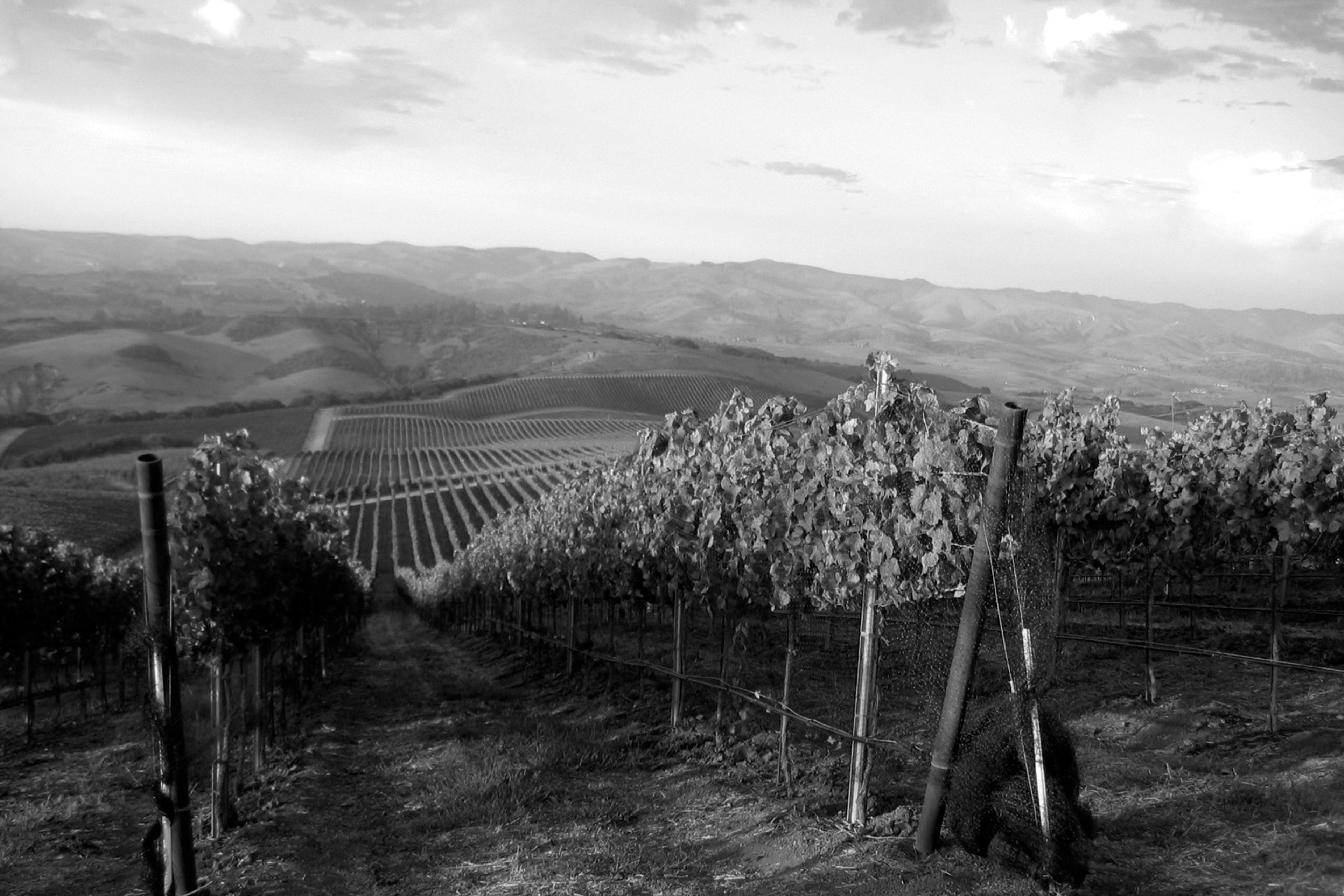 Featured photo from Foley Estates Vineyard and Winery