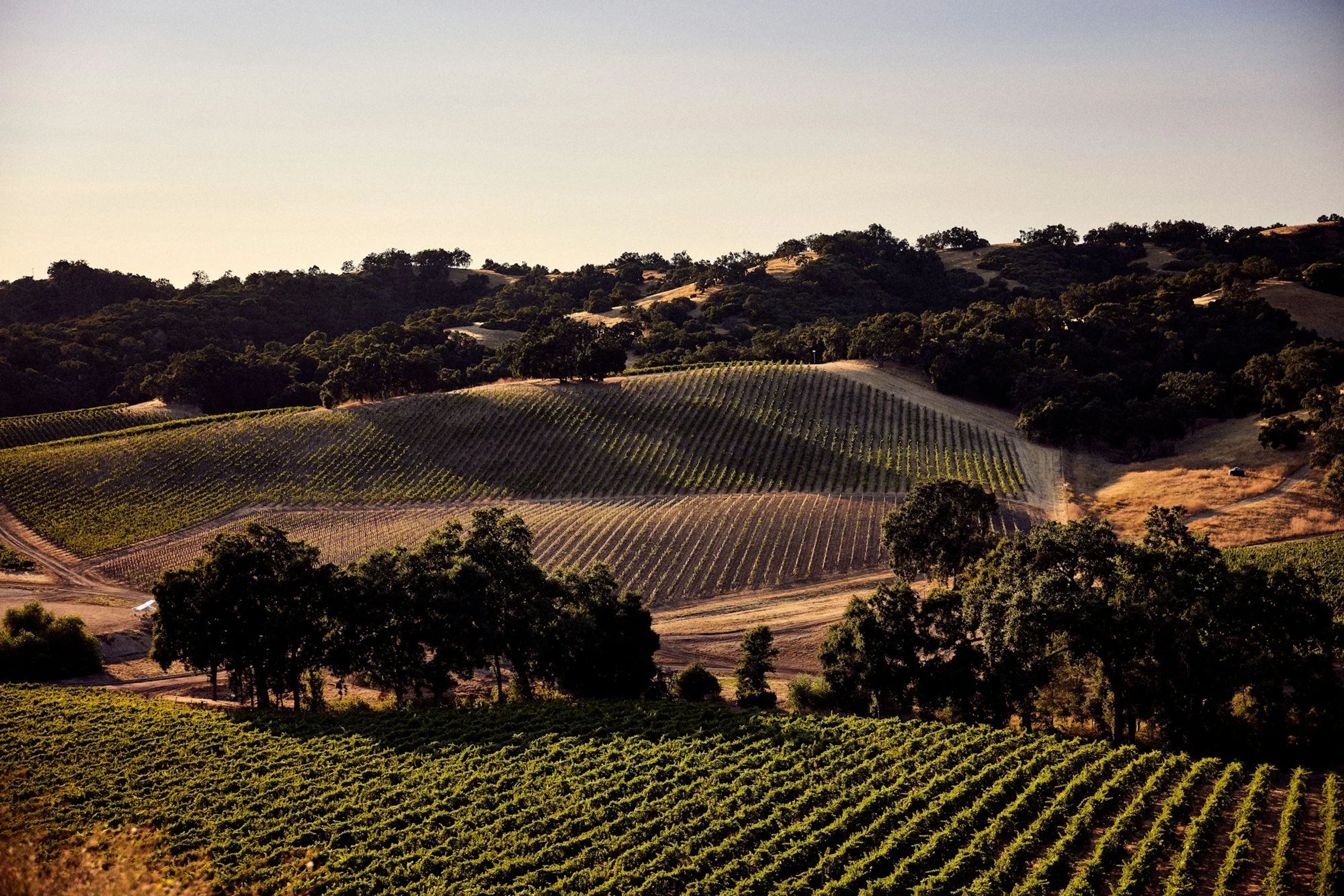 Featured photo from Halter Ranch Vineyard