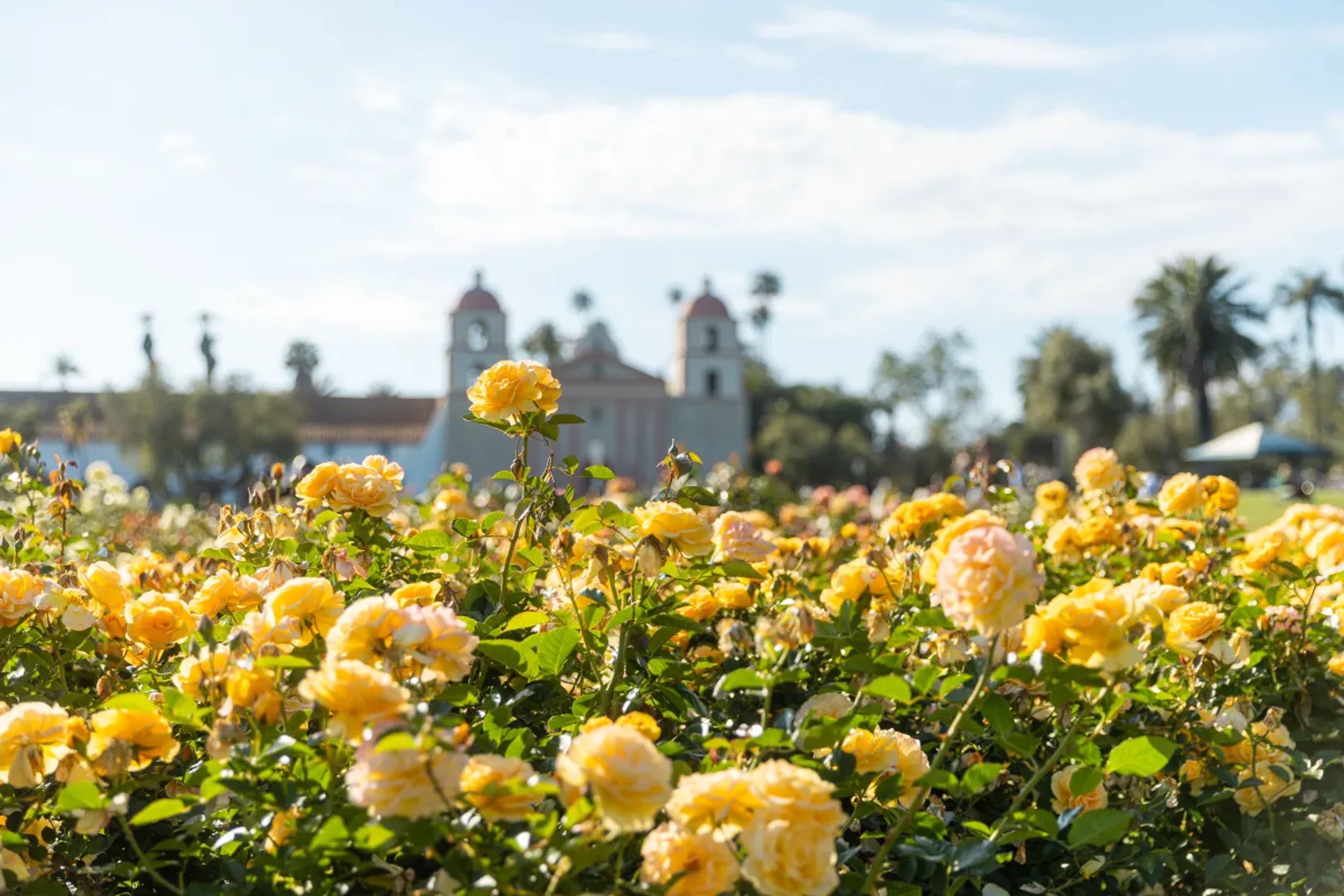 Featured photo from Mission Rose Garden