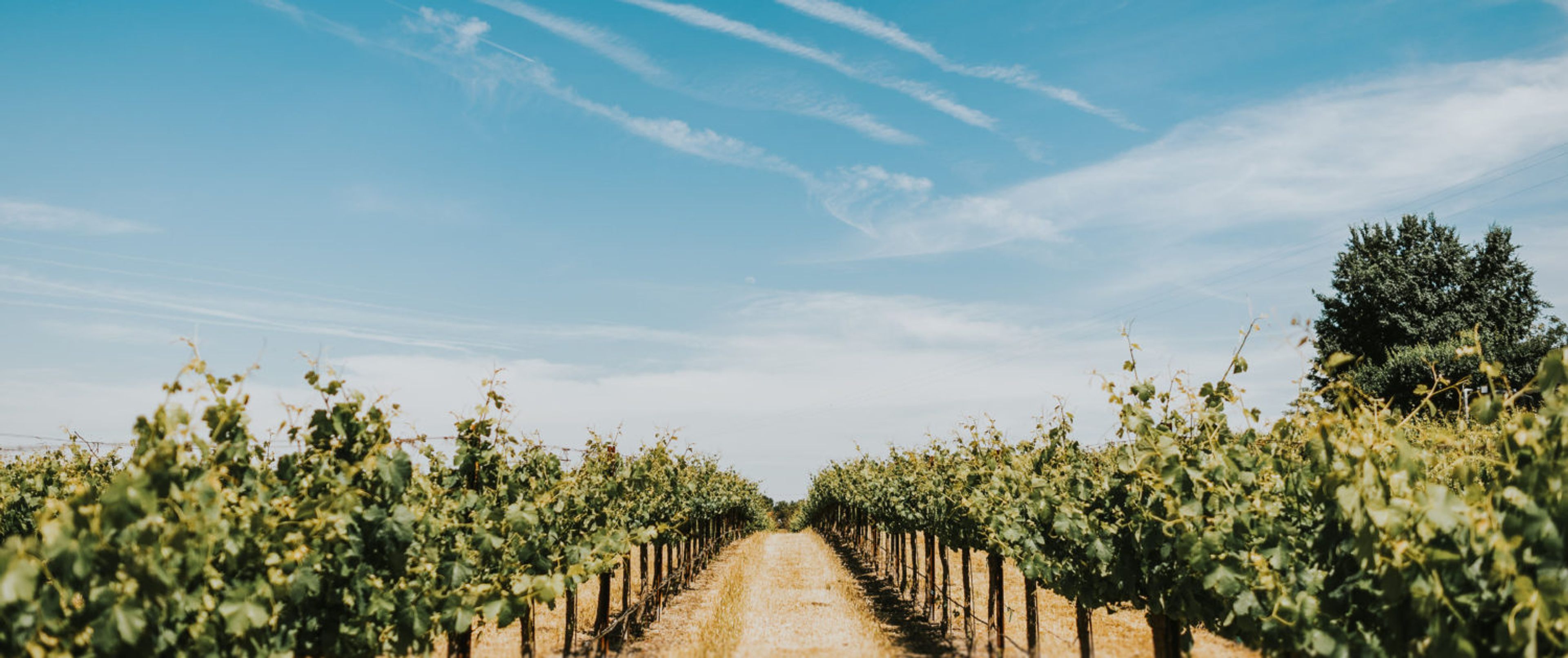 Featured photo from Pomar Junction Vineyard and Winery