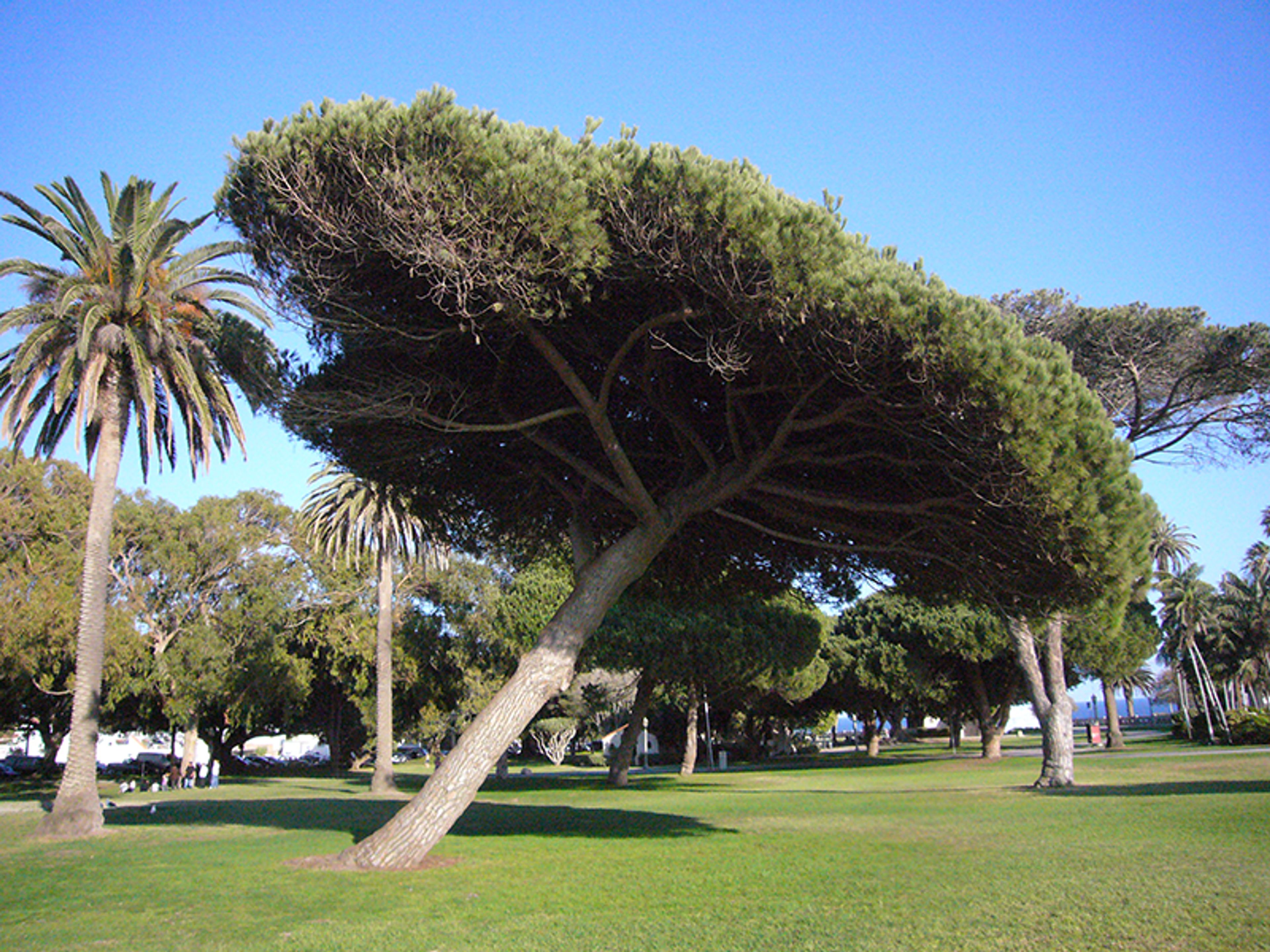 Featured photo from Point Fermin Park
