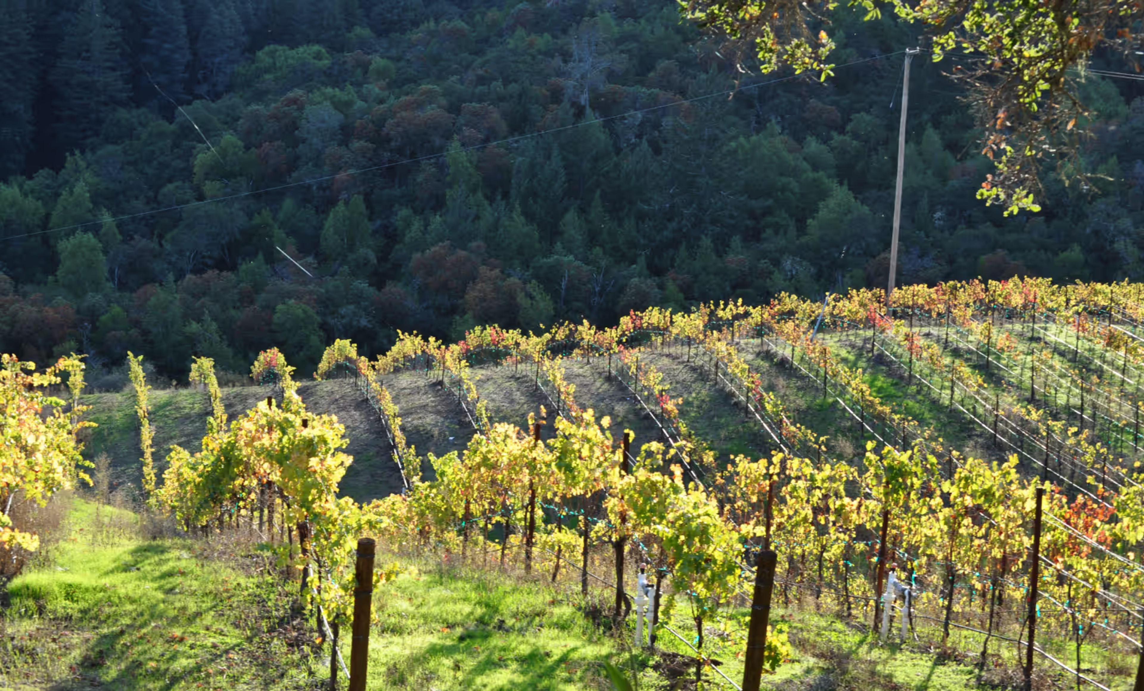 Featured photo from Redwood Retreat at Fernwood Cellars