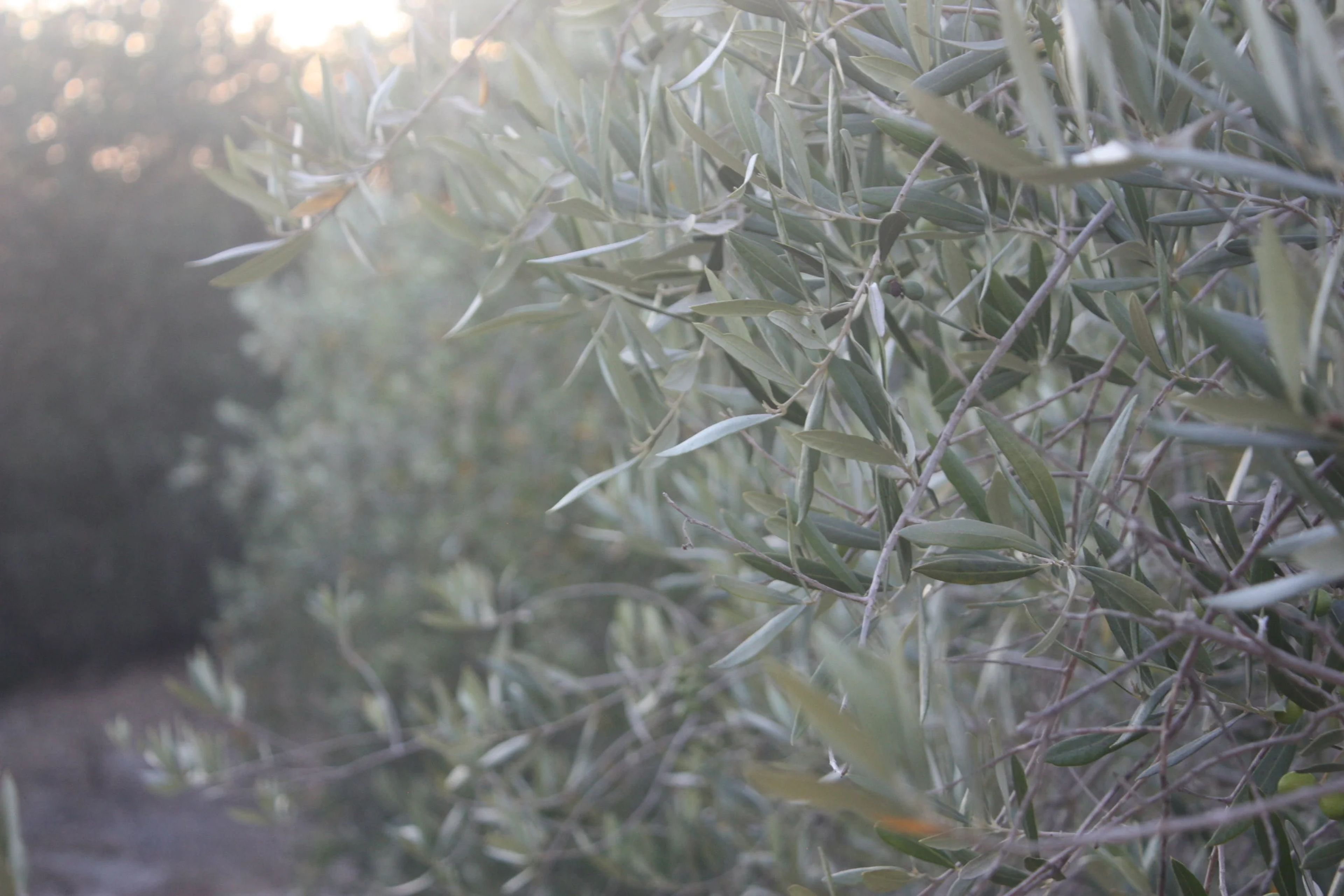 Featured photo from Tiber Canyon Ranch