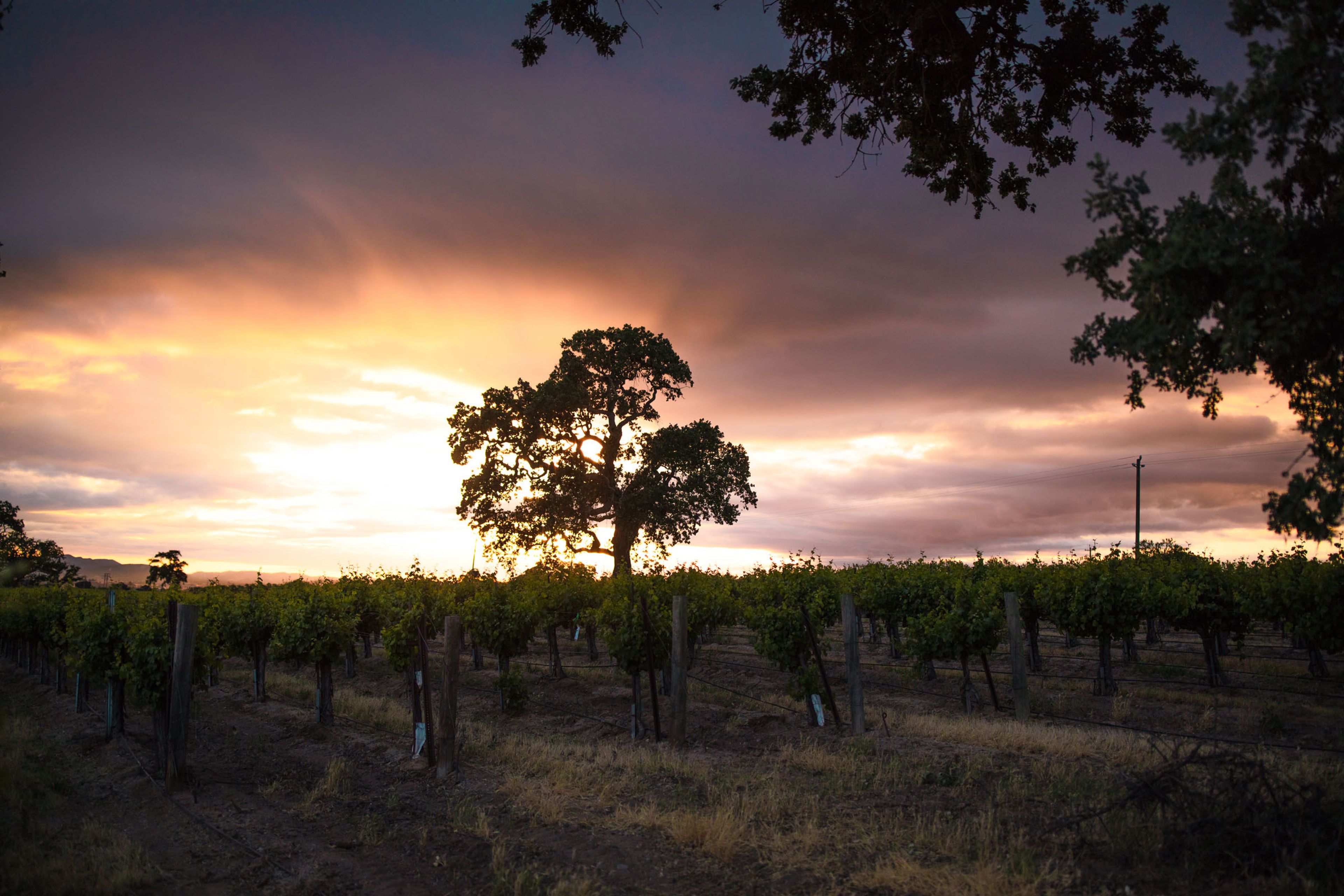 Cover photo of Vina Robles Vineyards & Winery