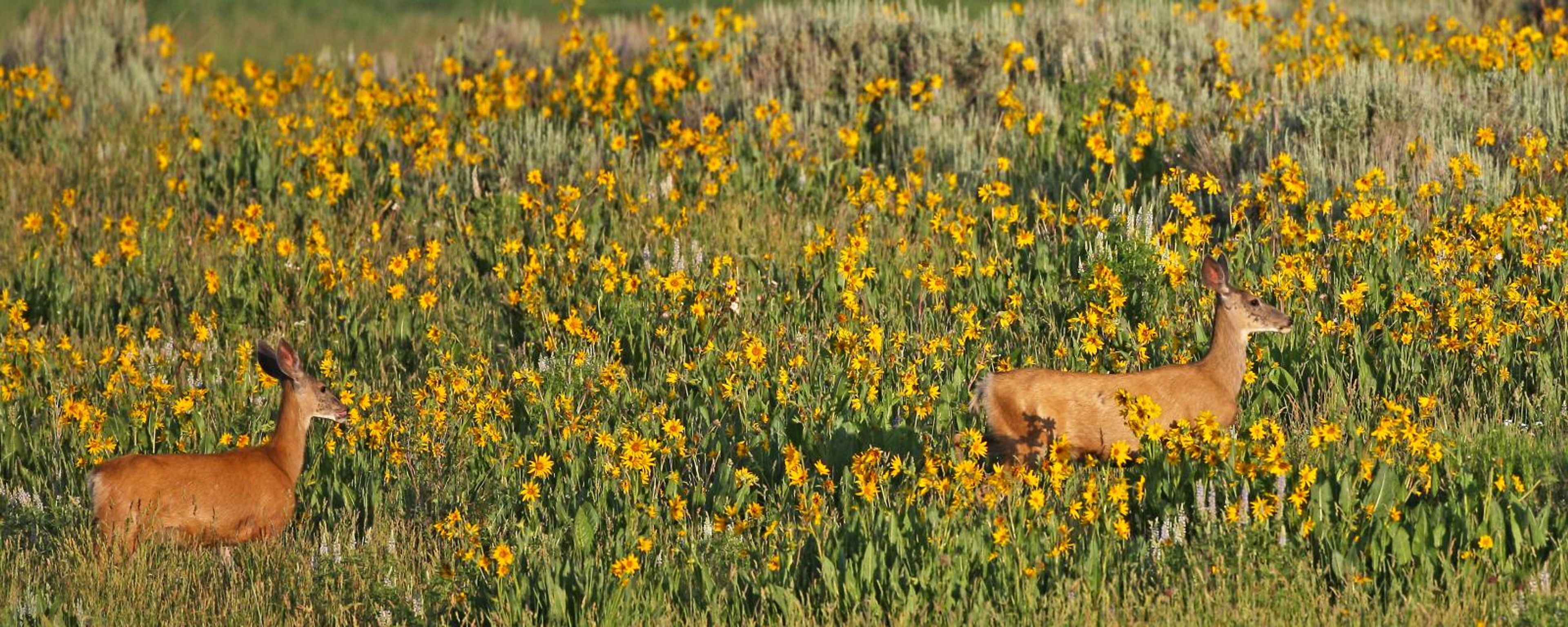 Featured photo from Vega State Park