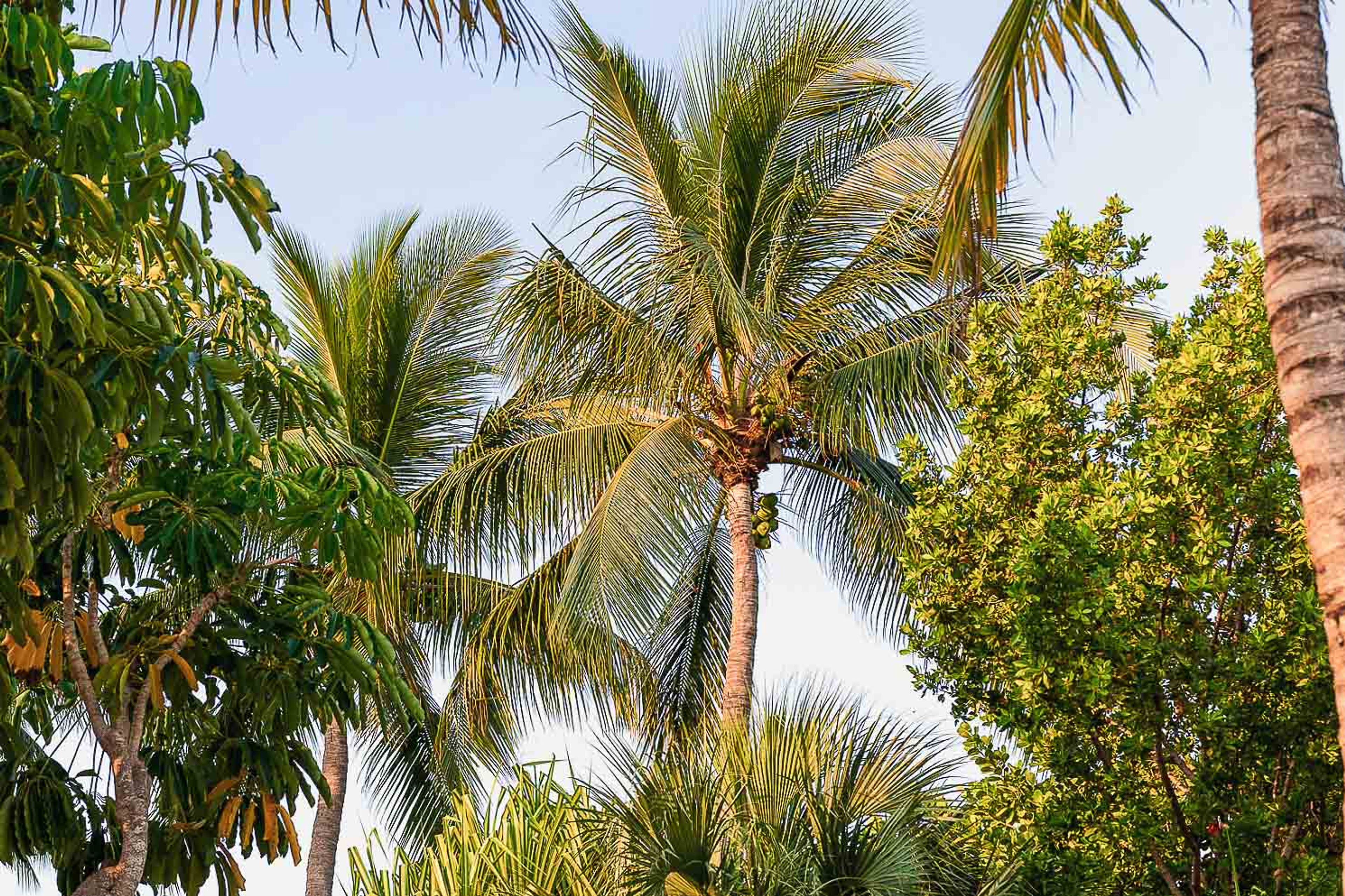 Featured photo from Kona Kai Resort, Gallery and Botanic Garden
