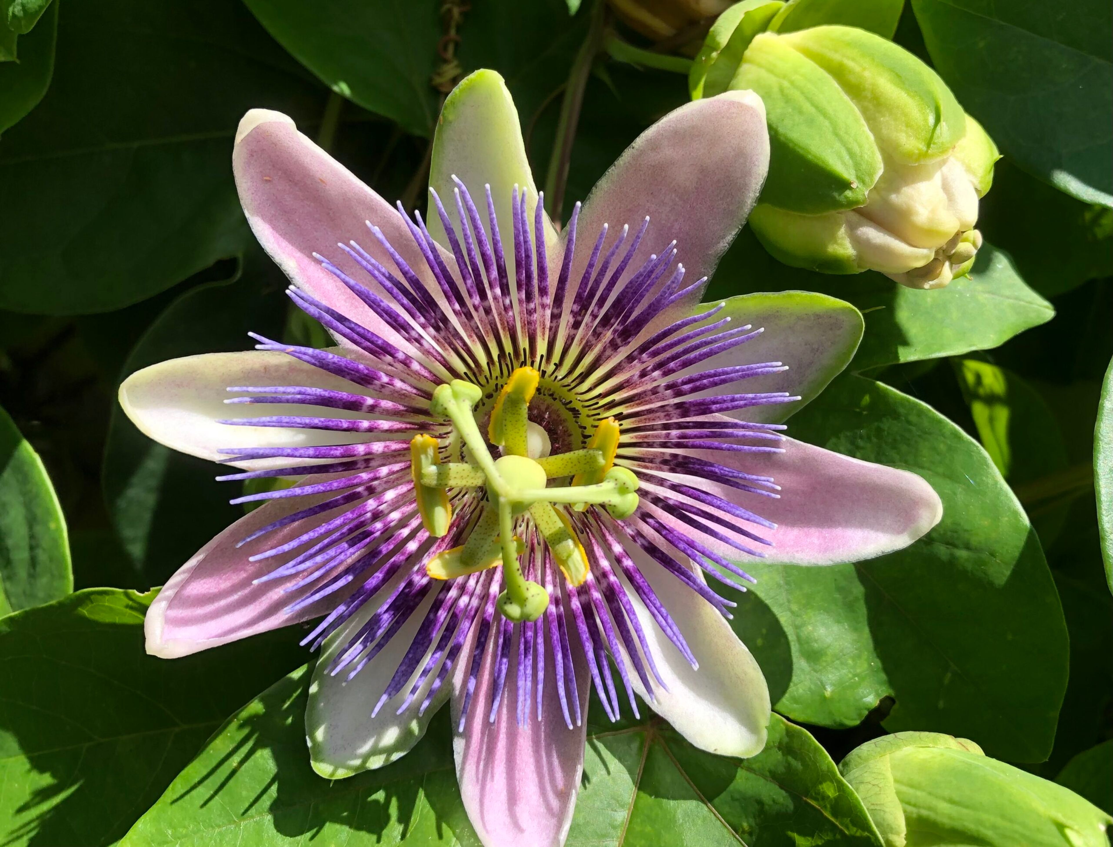 Featured photo from Palma Sola Botanical Park