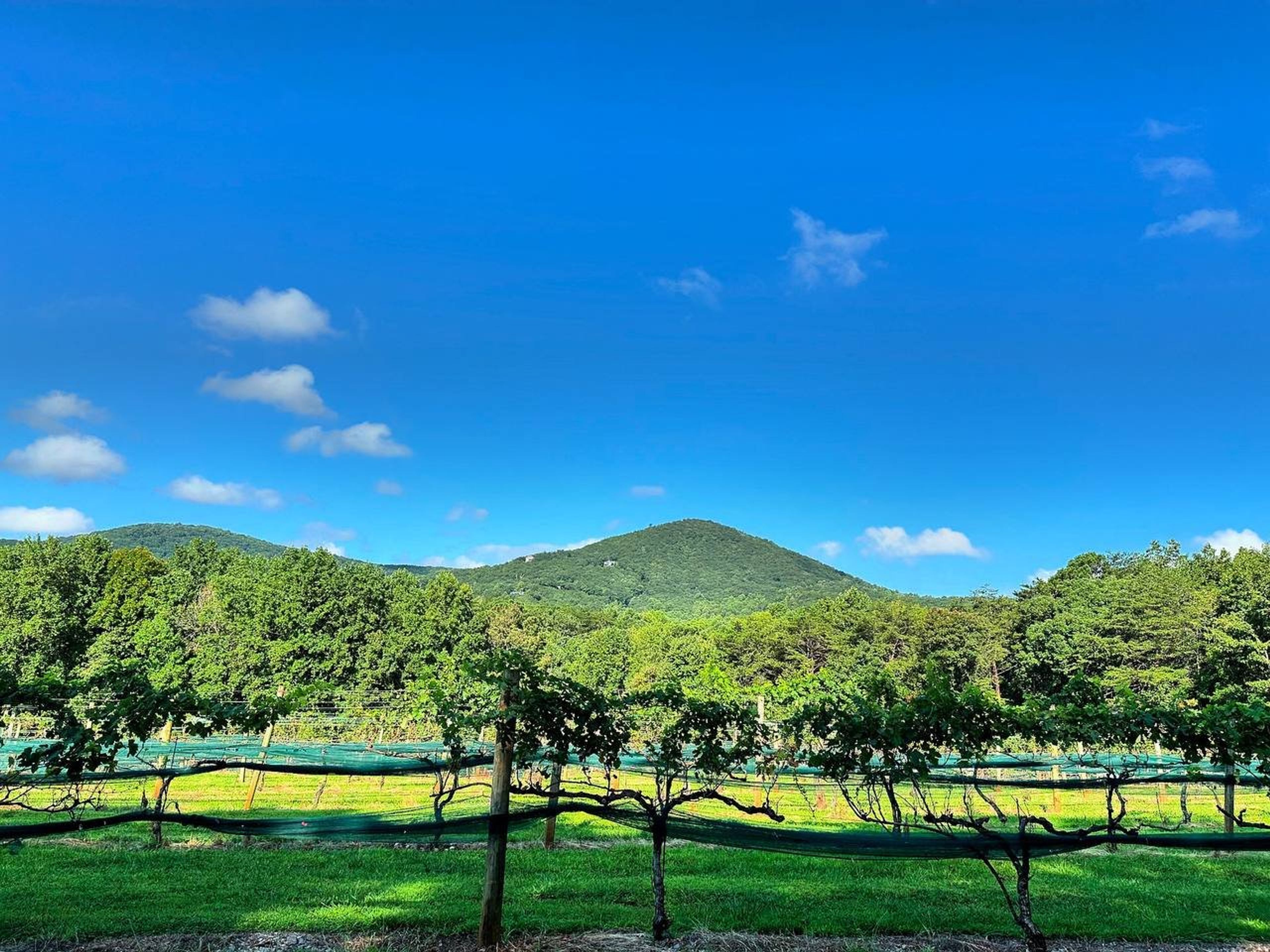 Featured photo from Sharp Mountain Vineyards