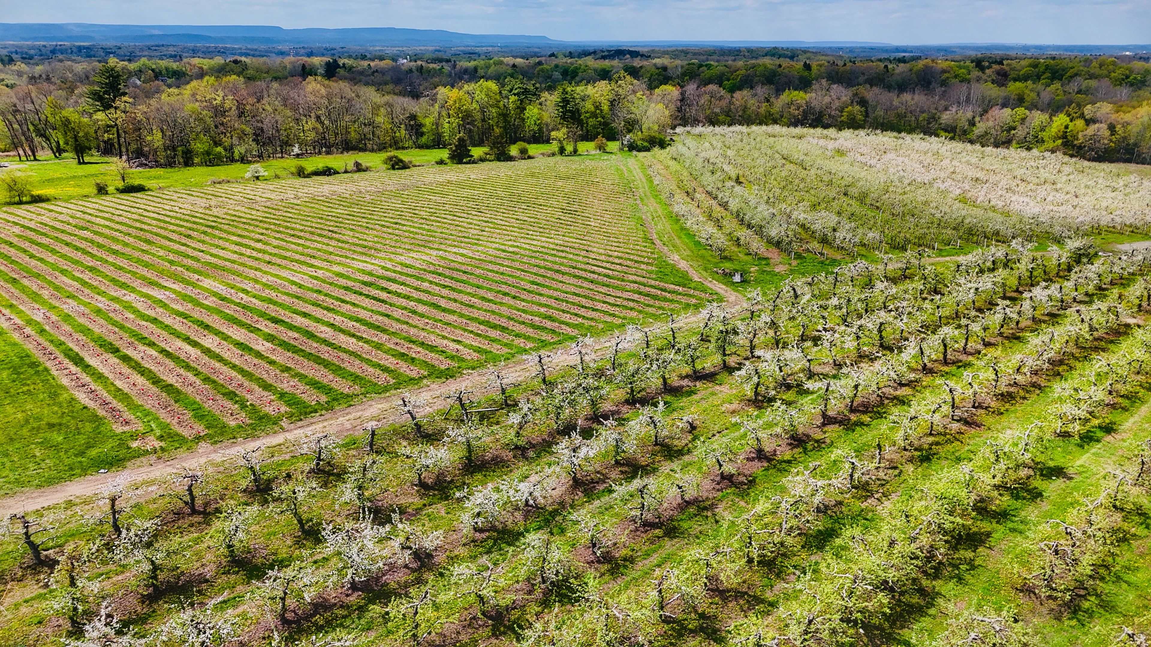 Featured photo from Windy Hill Estate