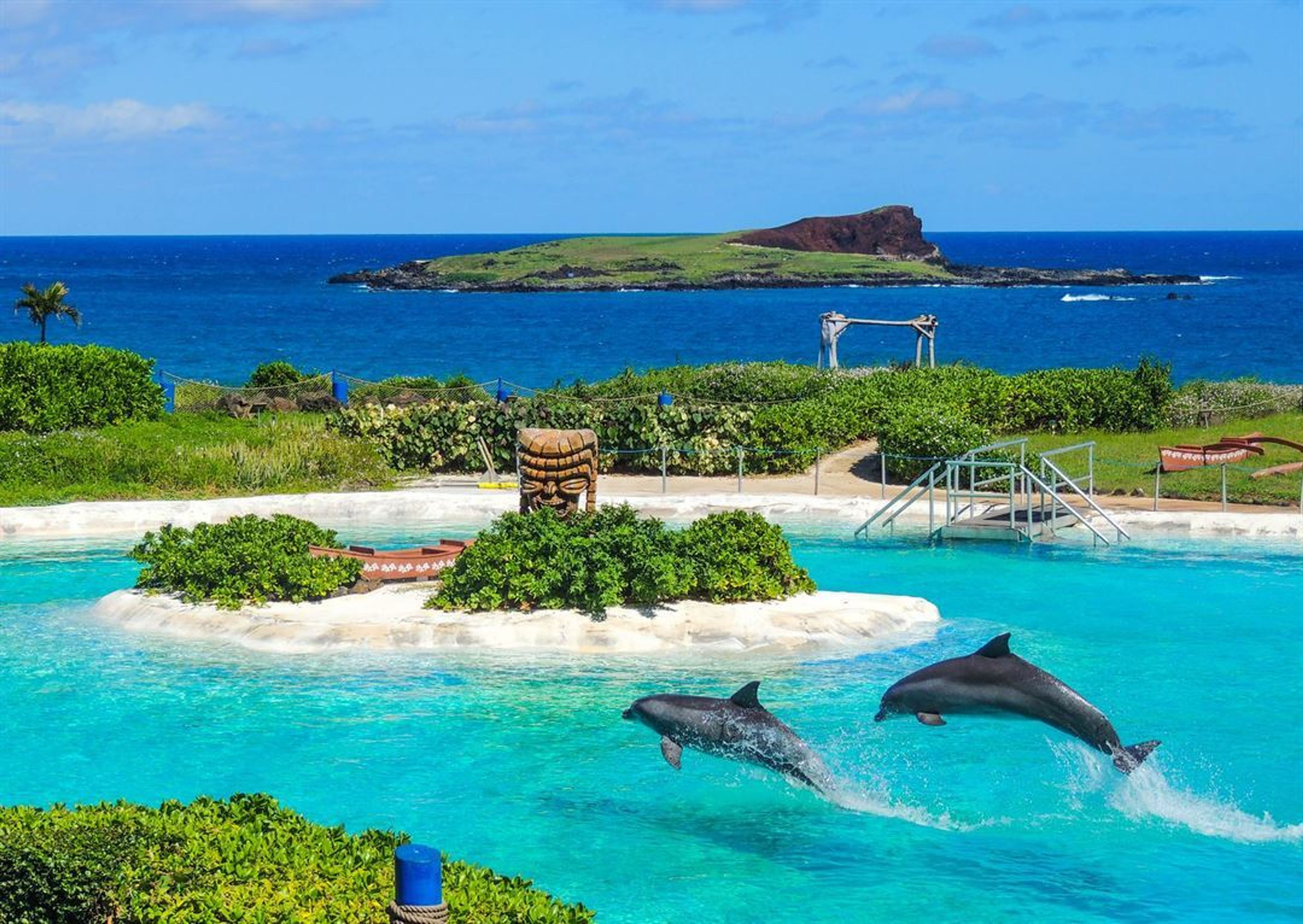 Featured photo from Sea Life Park Hawaii